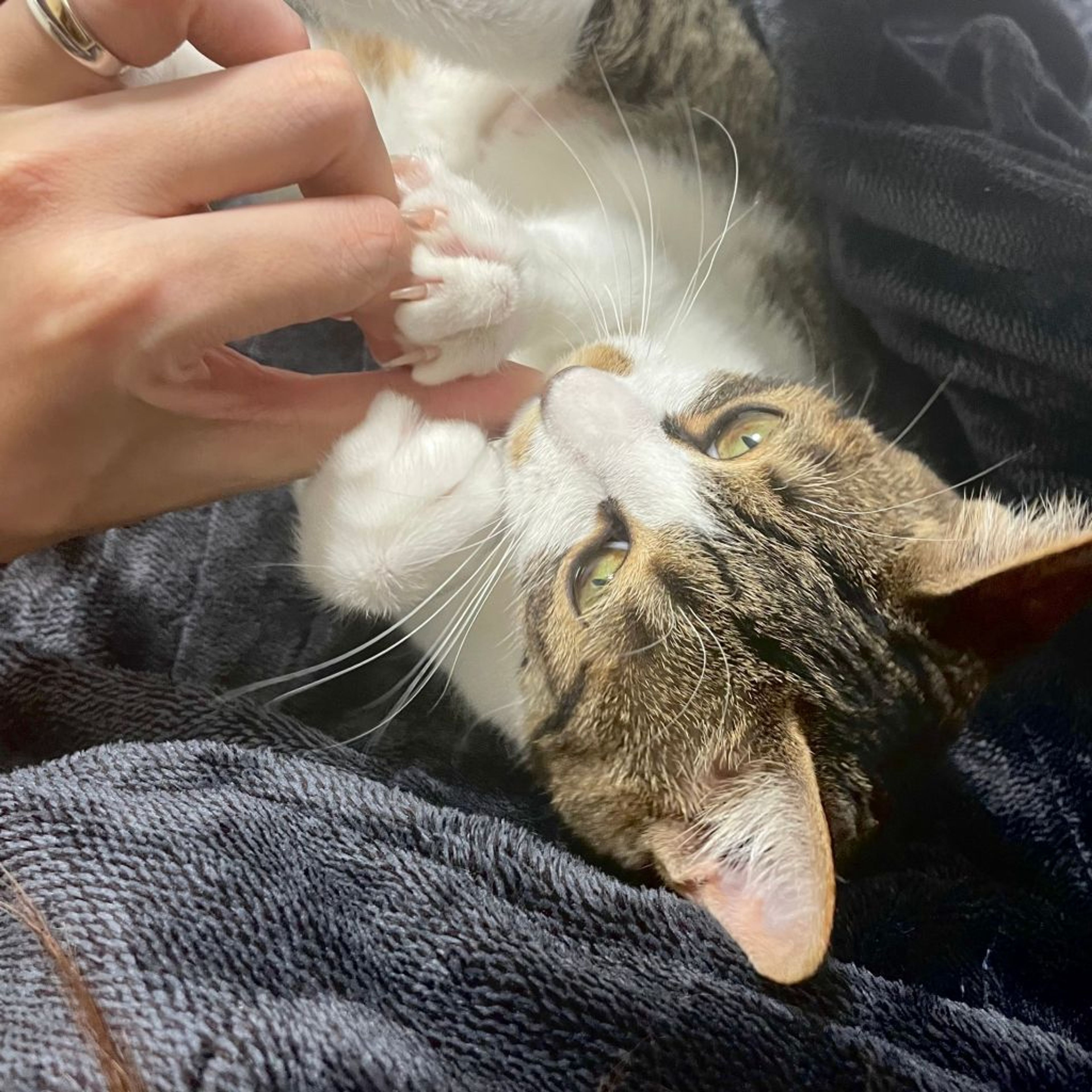 pet-image-7