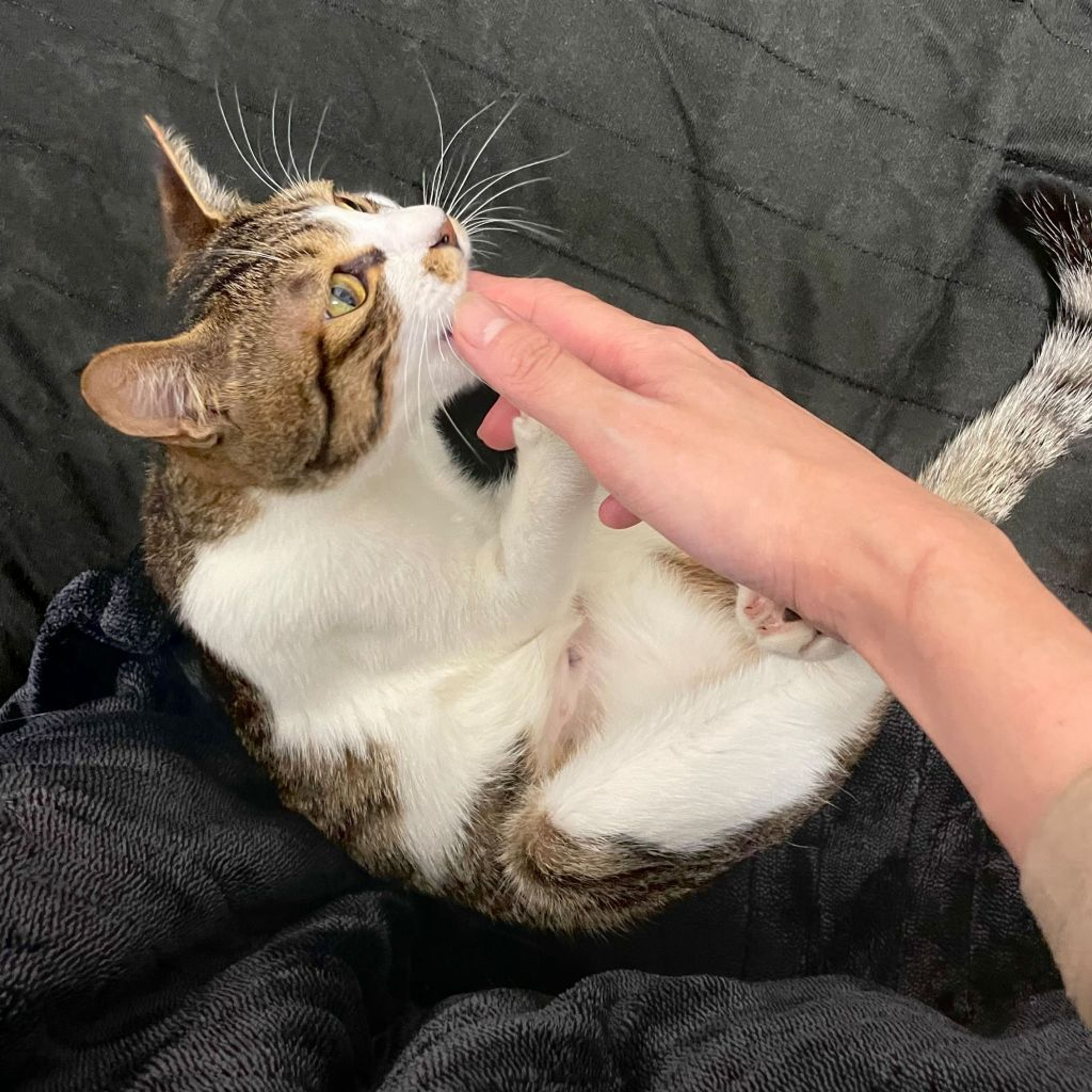 pet-image-8