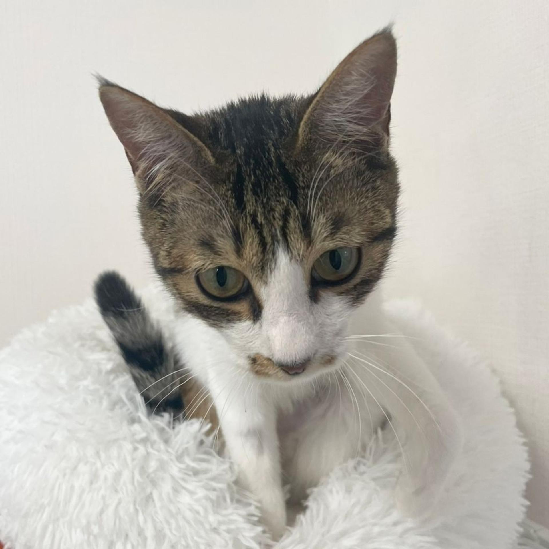 pet-image-9