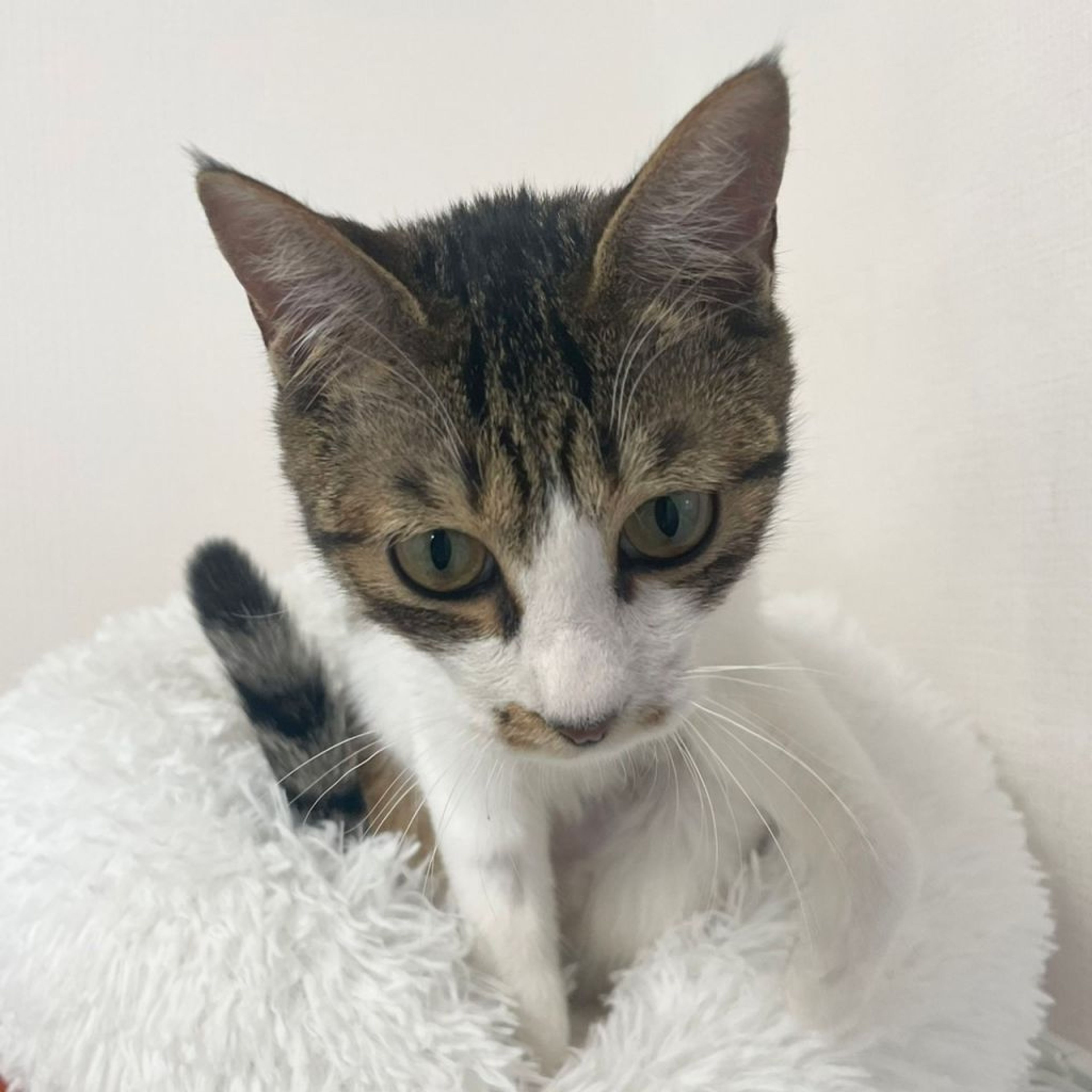 pet-image-9