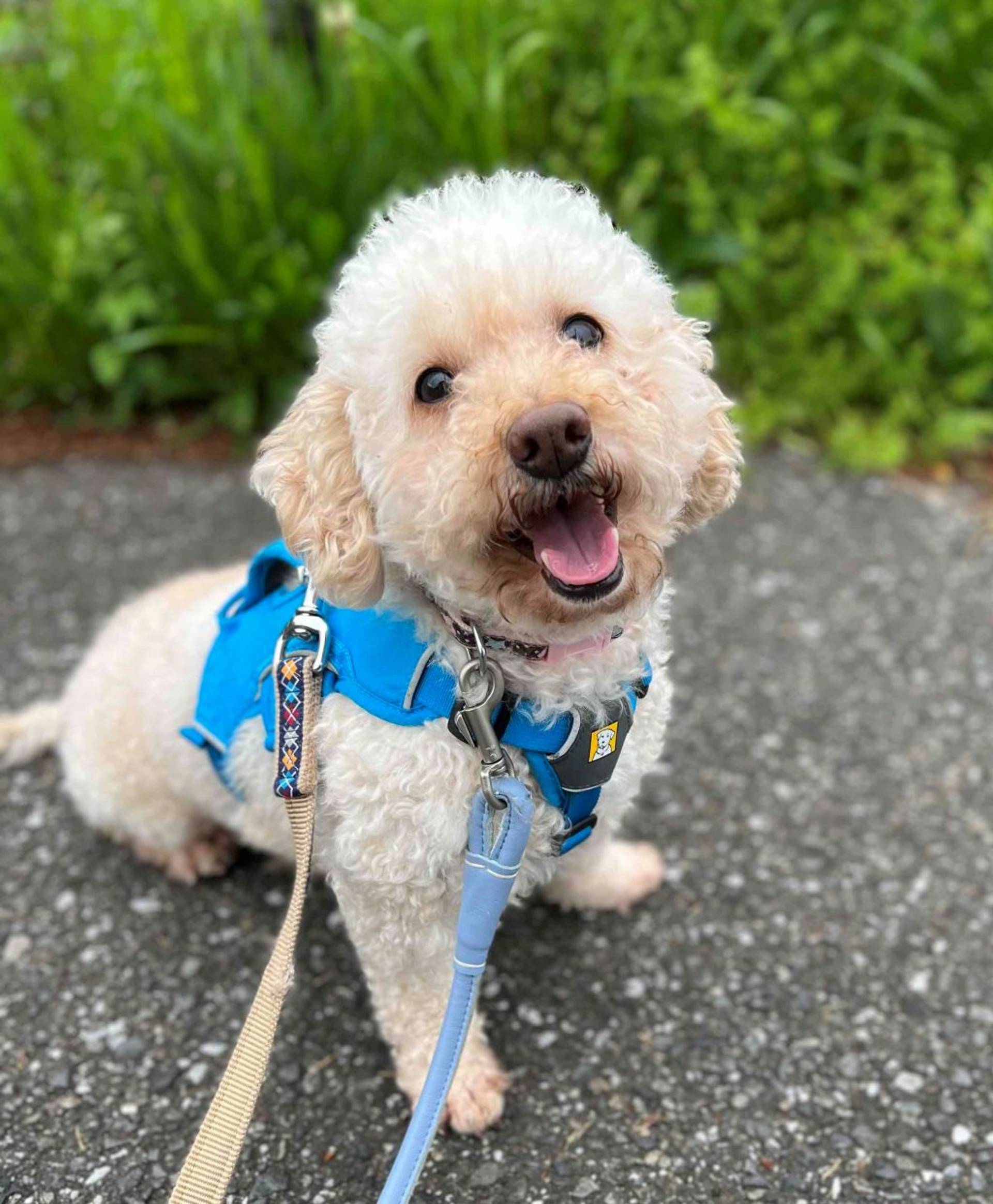 雑種（ミックス犬）・オスの里親募集の写真