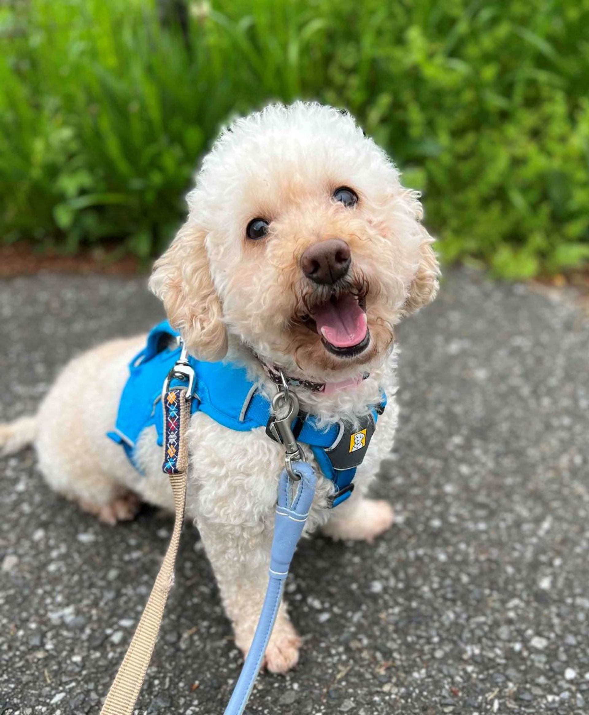 雑種（ミックス犬）・オスの里親募集の写真