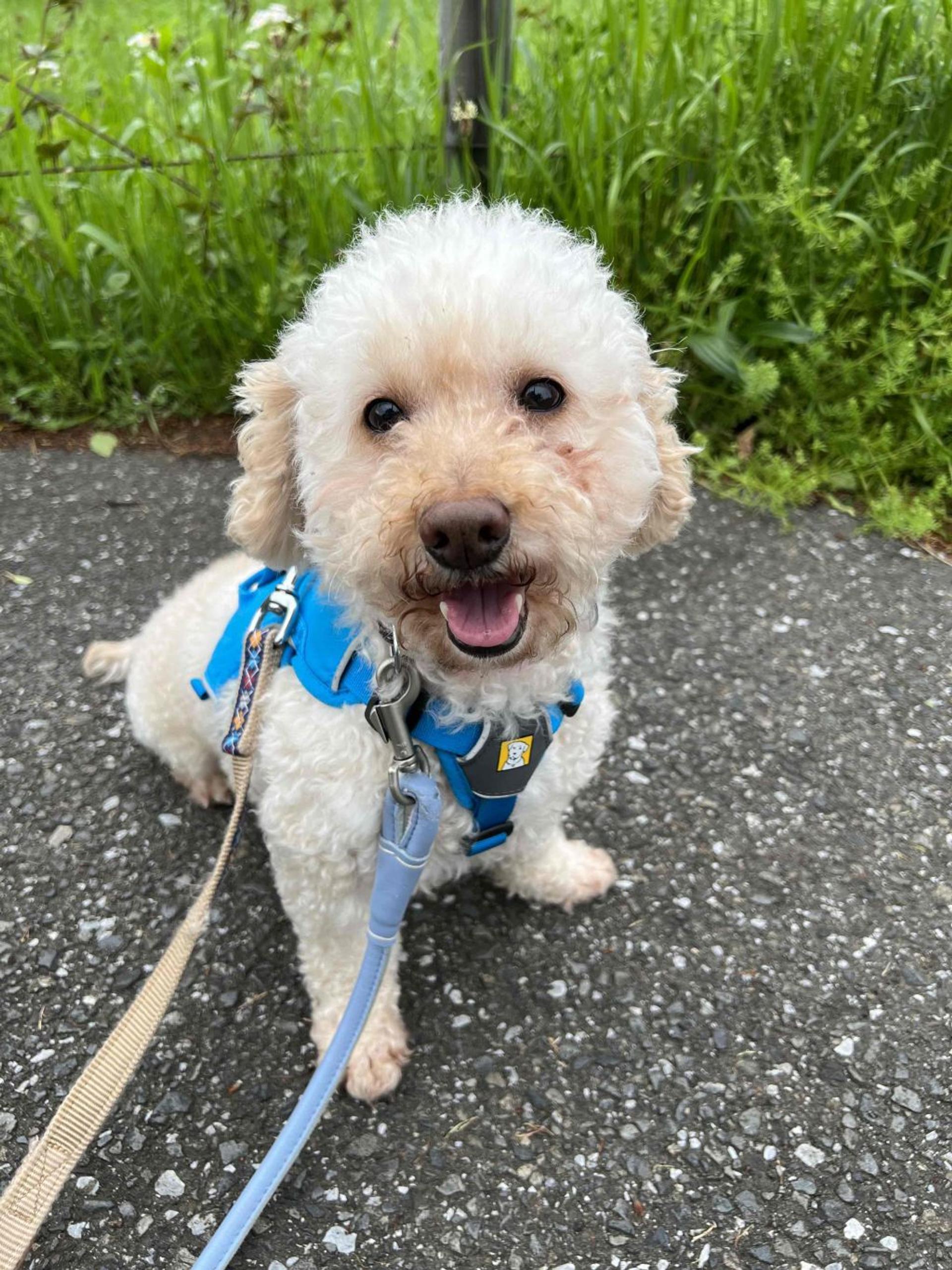 pet-image-3