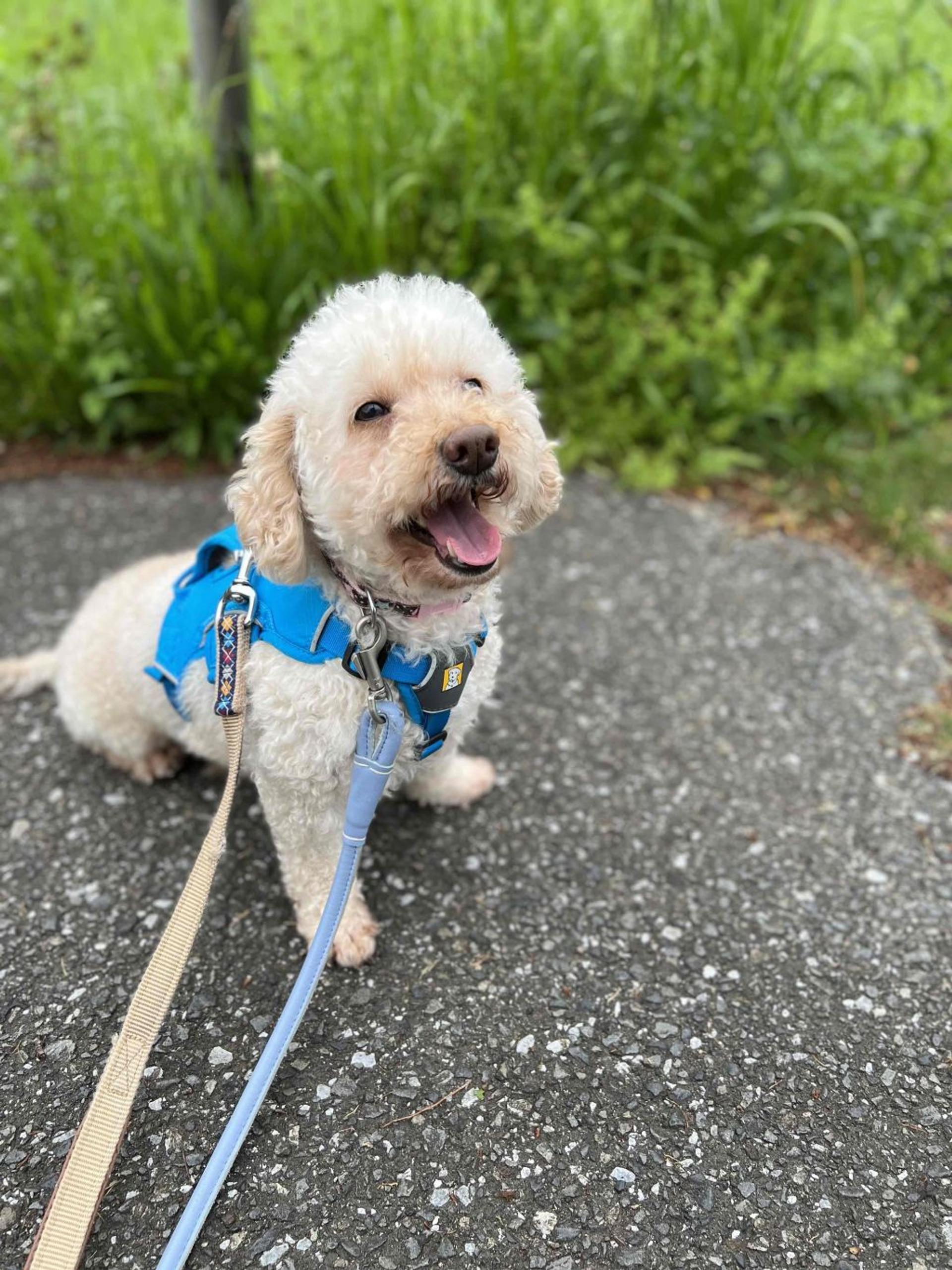 pet-image-4