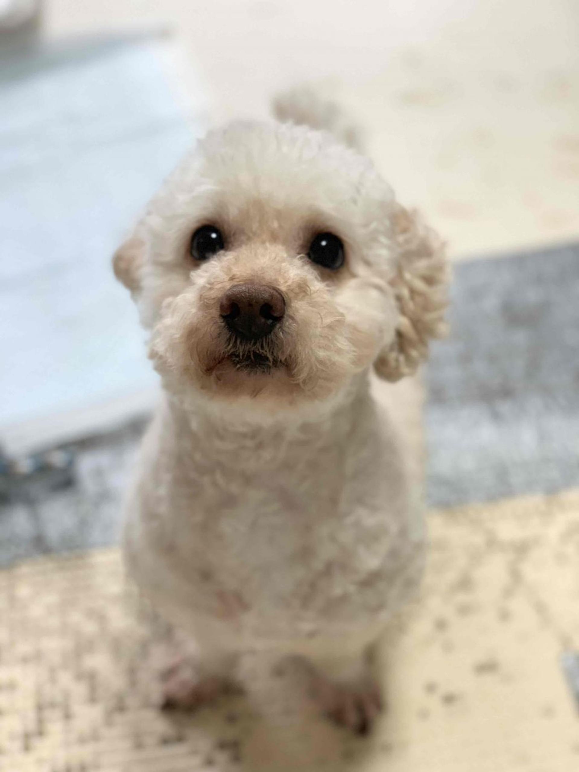pet-image-7