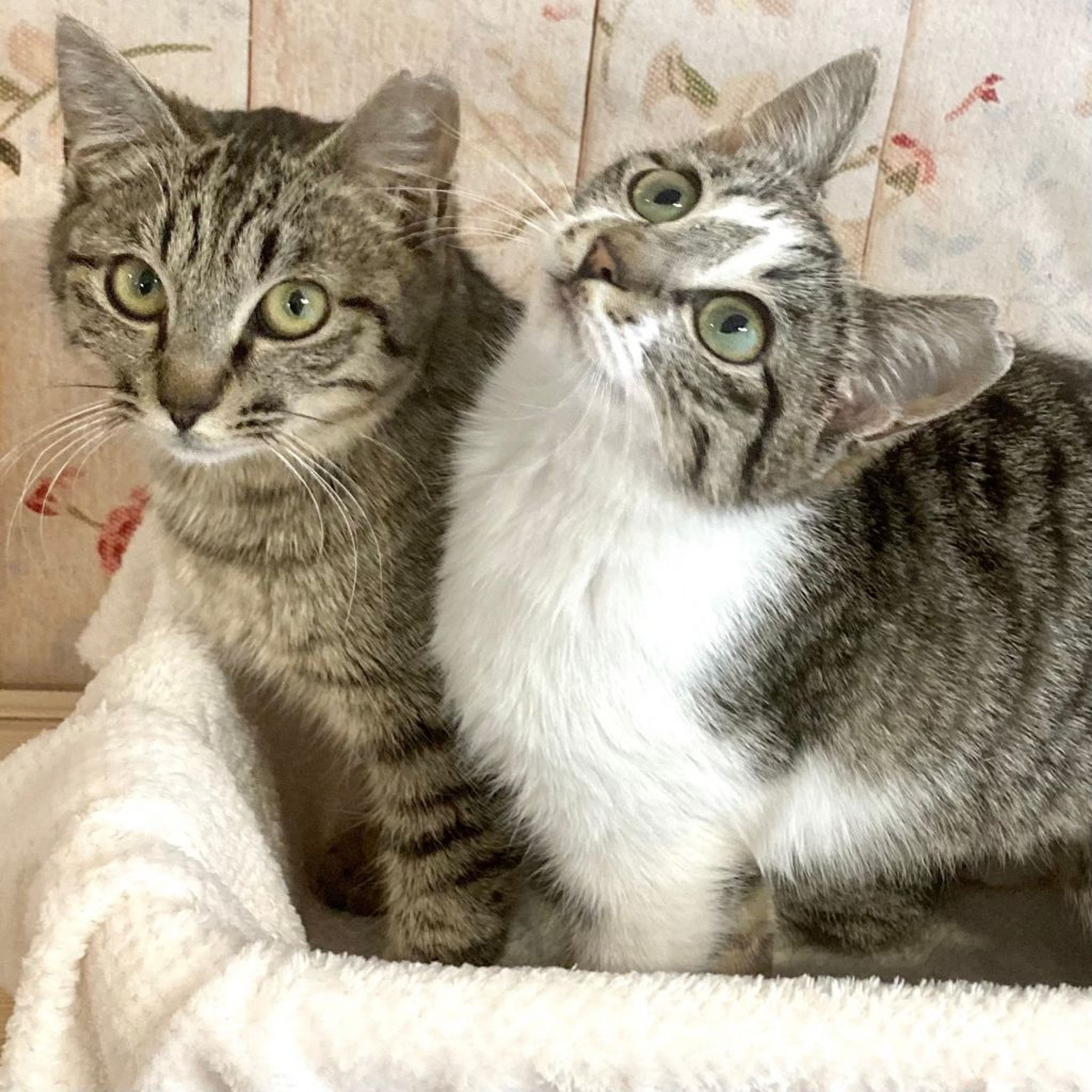 雑種（ミックス猫）・オスの里親募集の写真