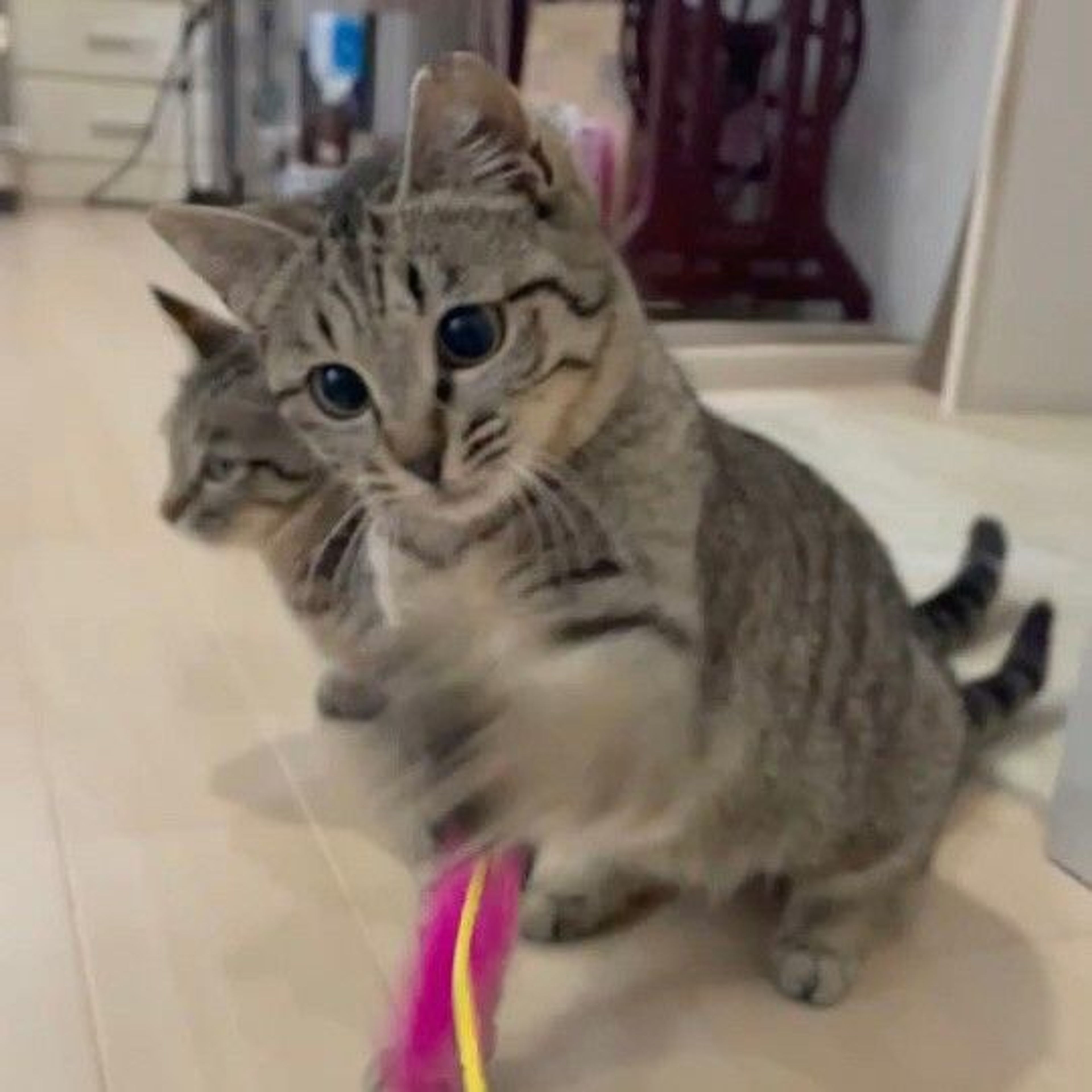 pet-image-3