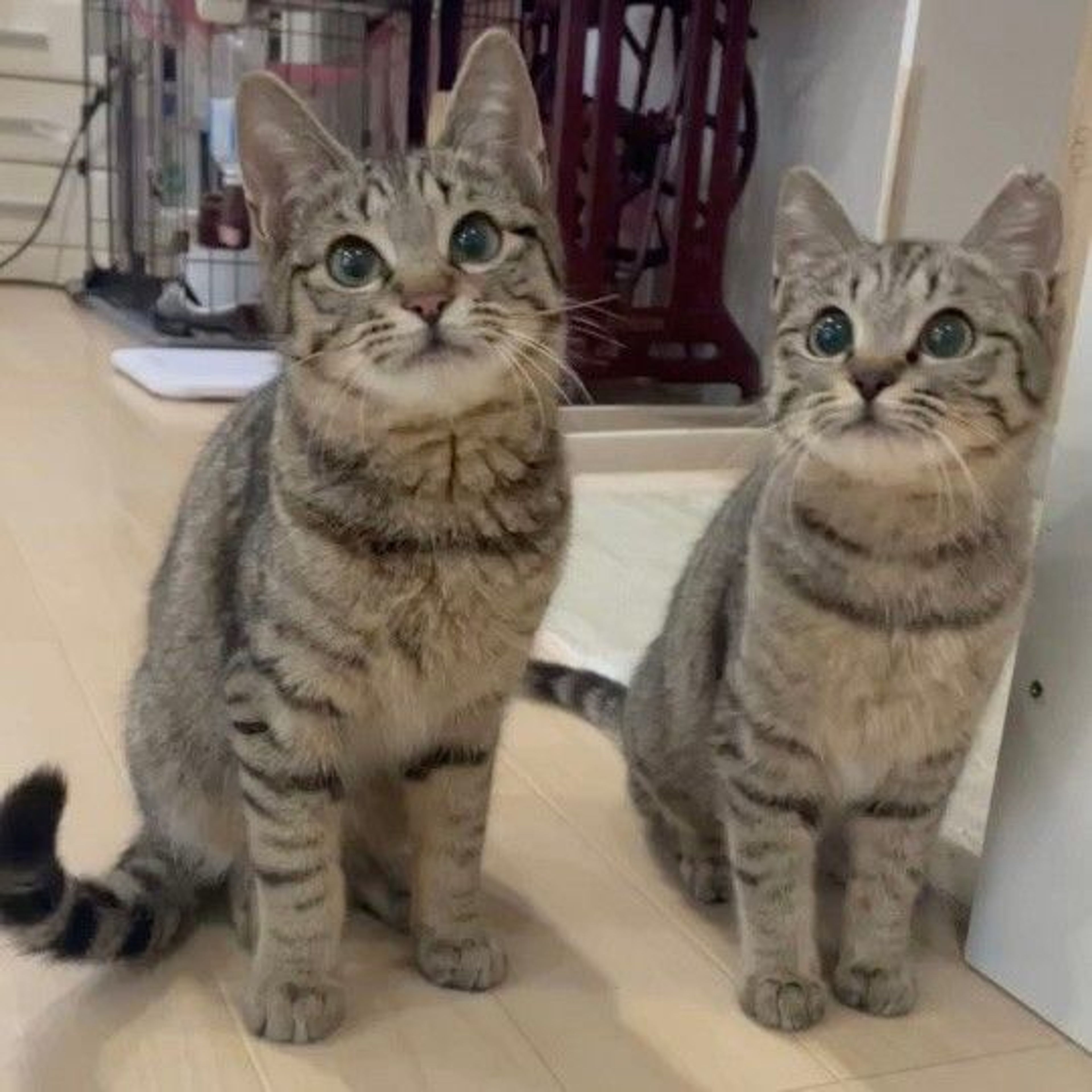 pet-image-4