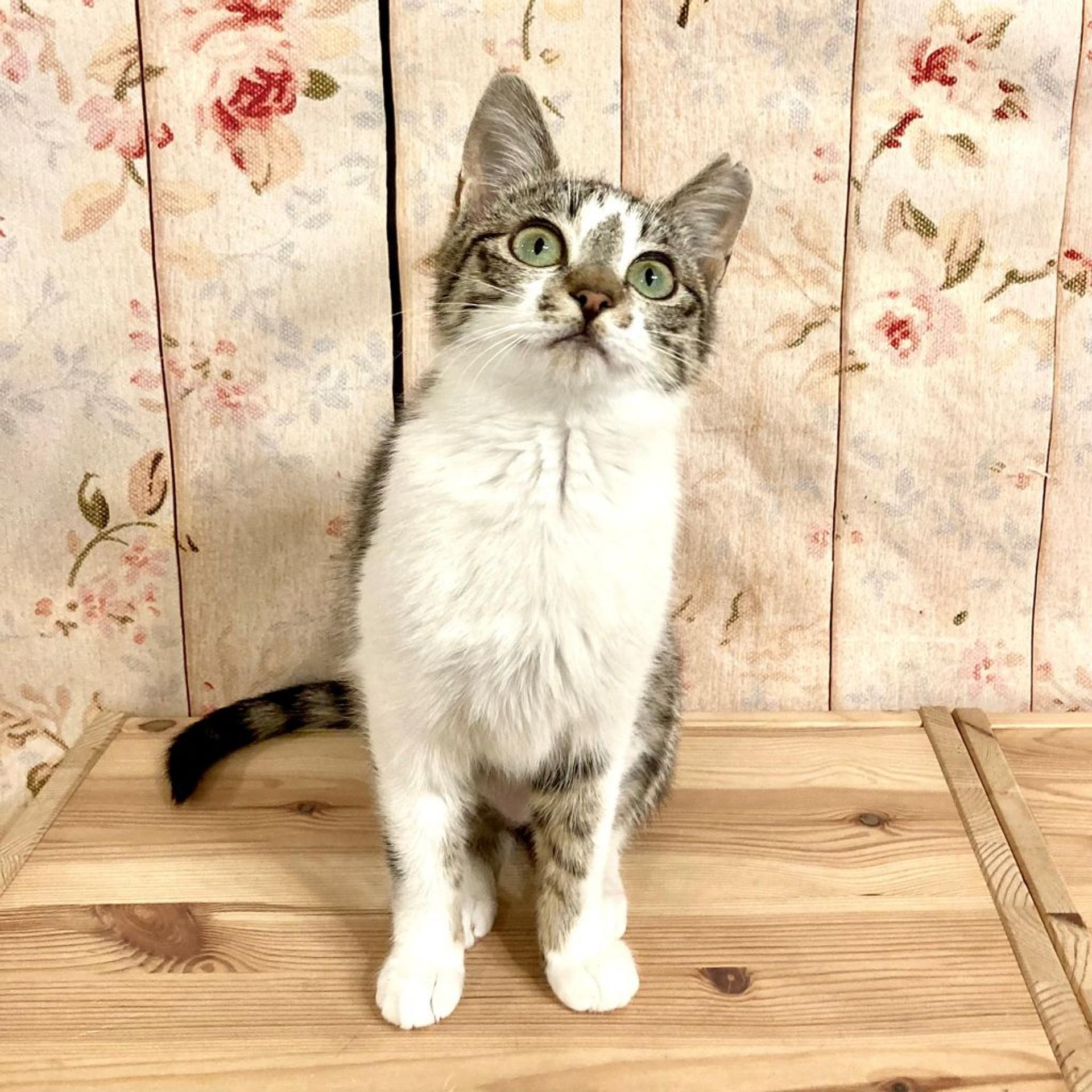pet-image-5