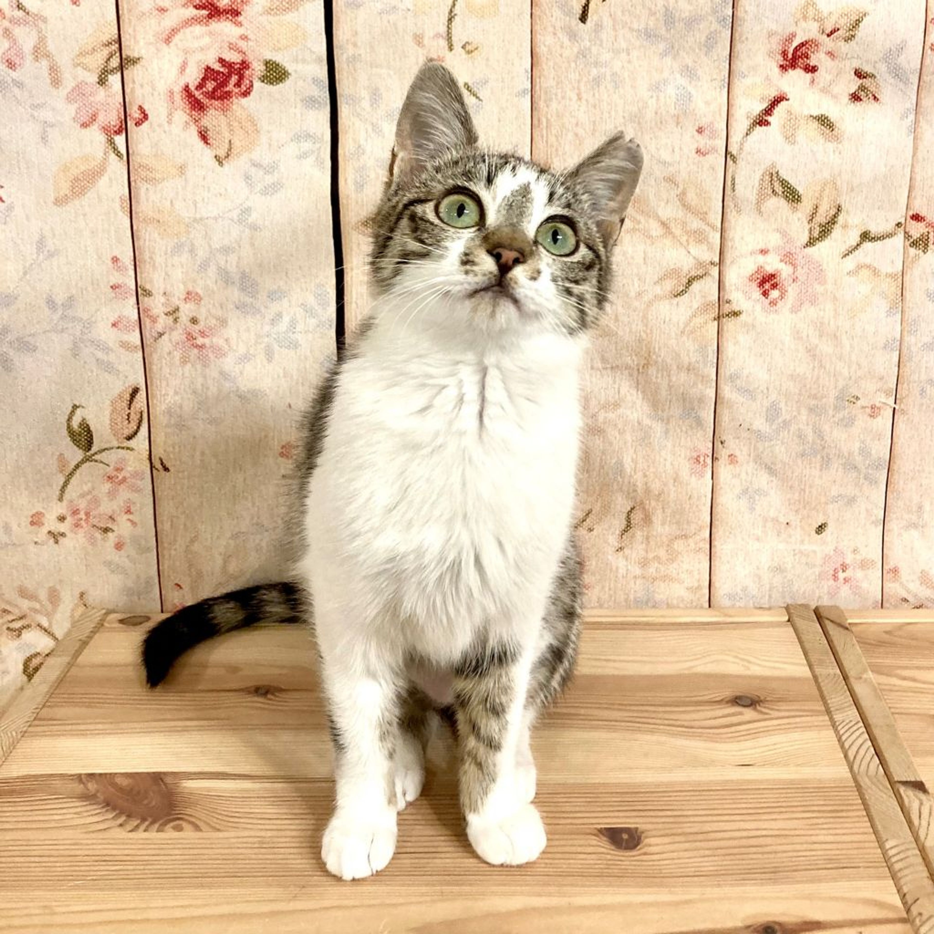 pet-image-5