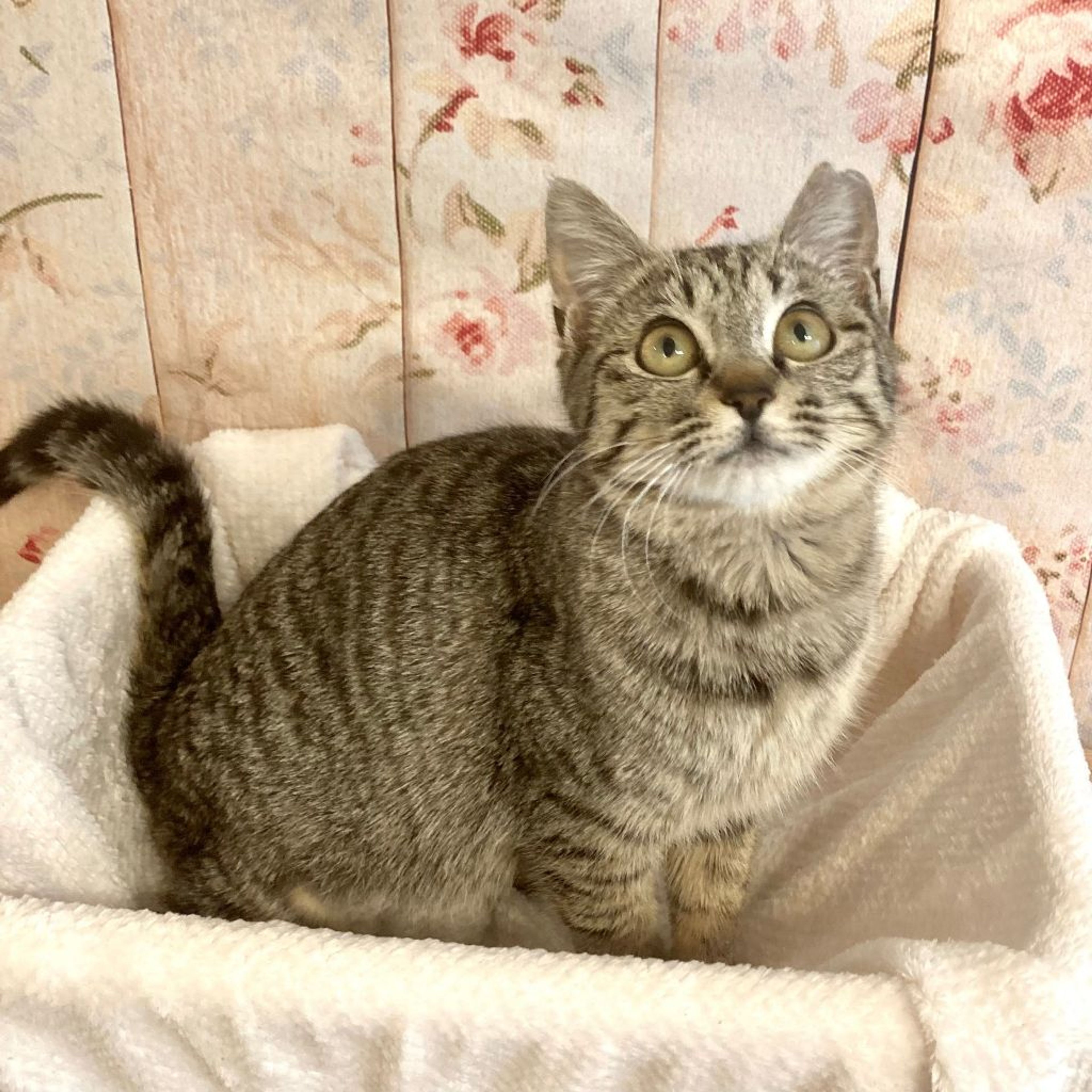 pet-image-6