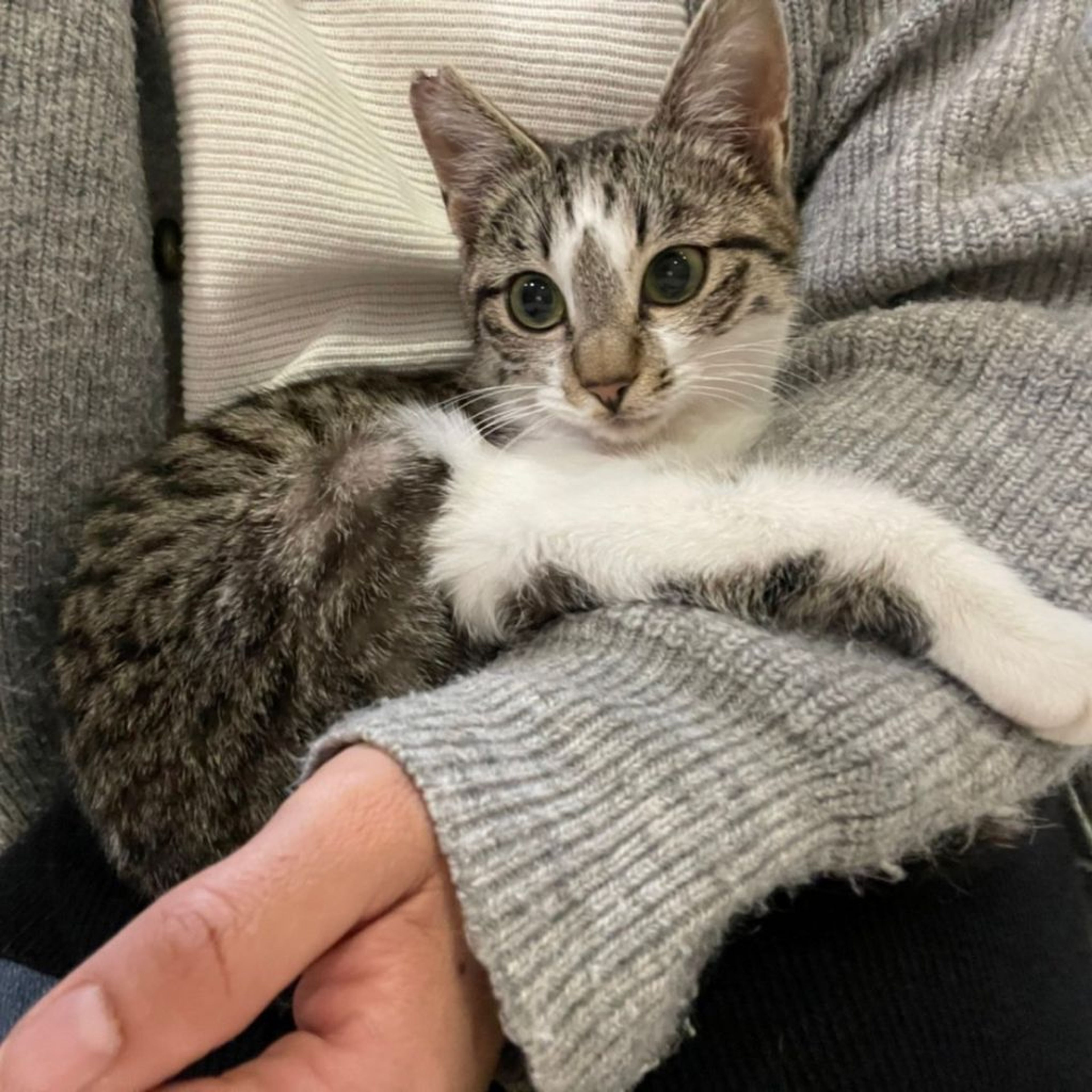 pet-image-7