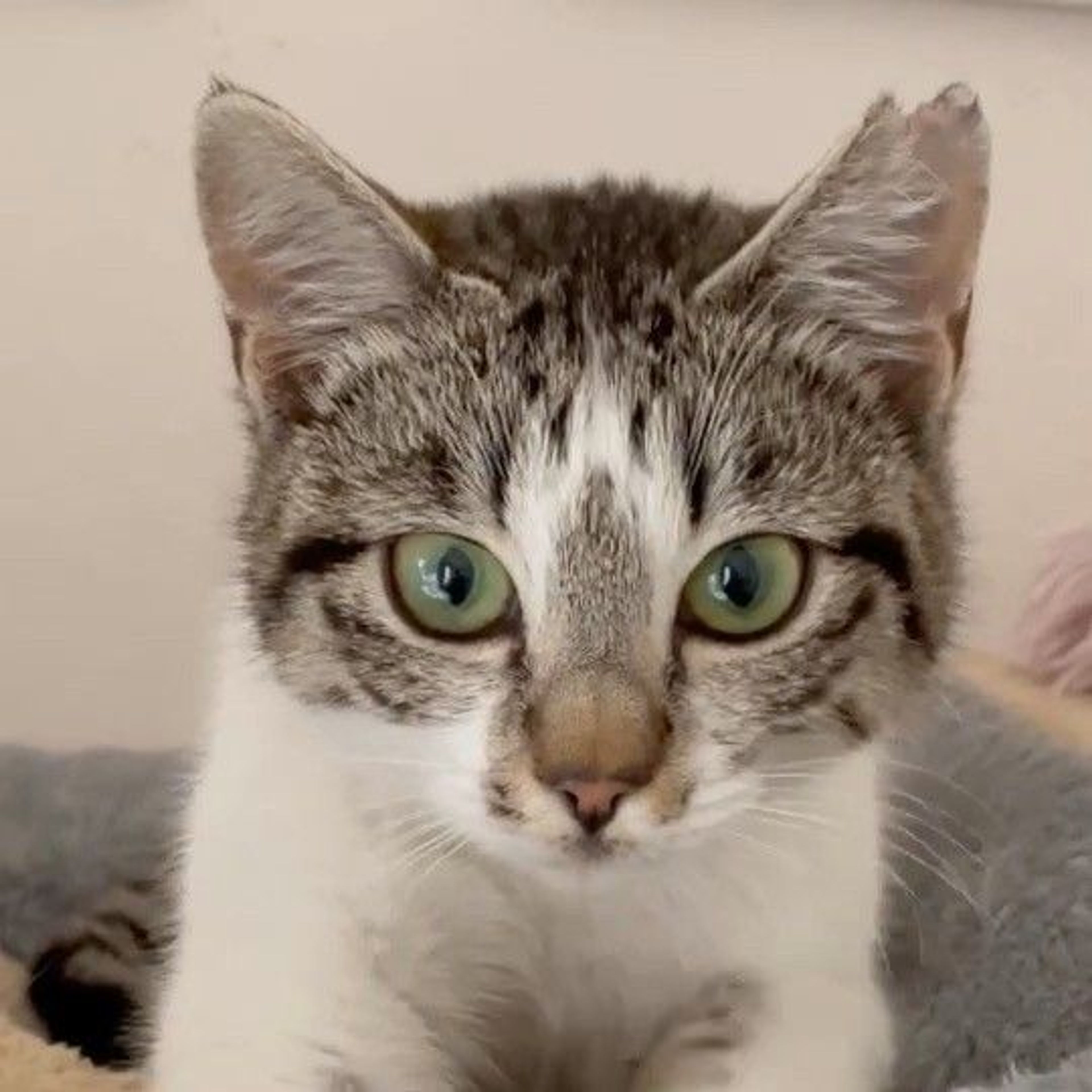 pet-image-9