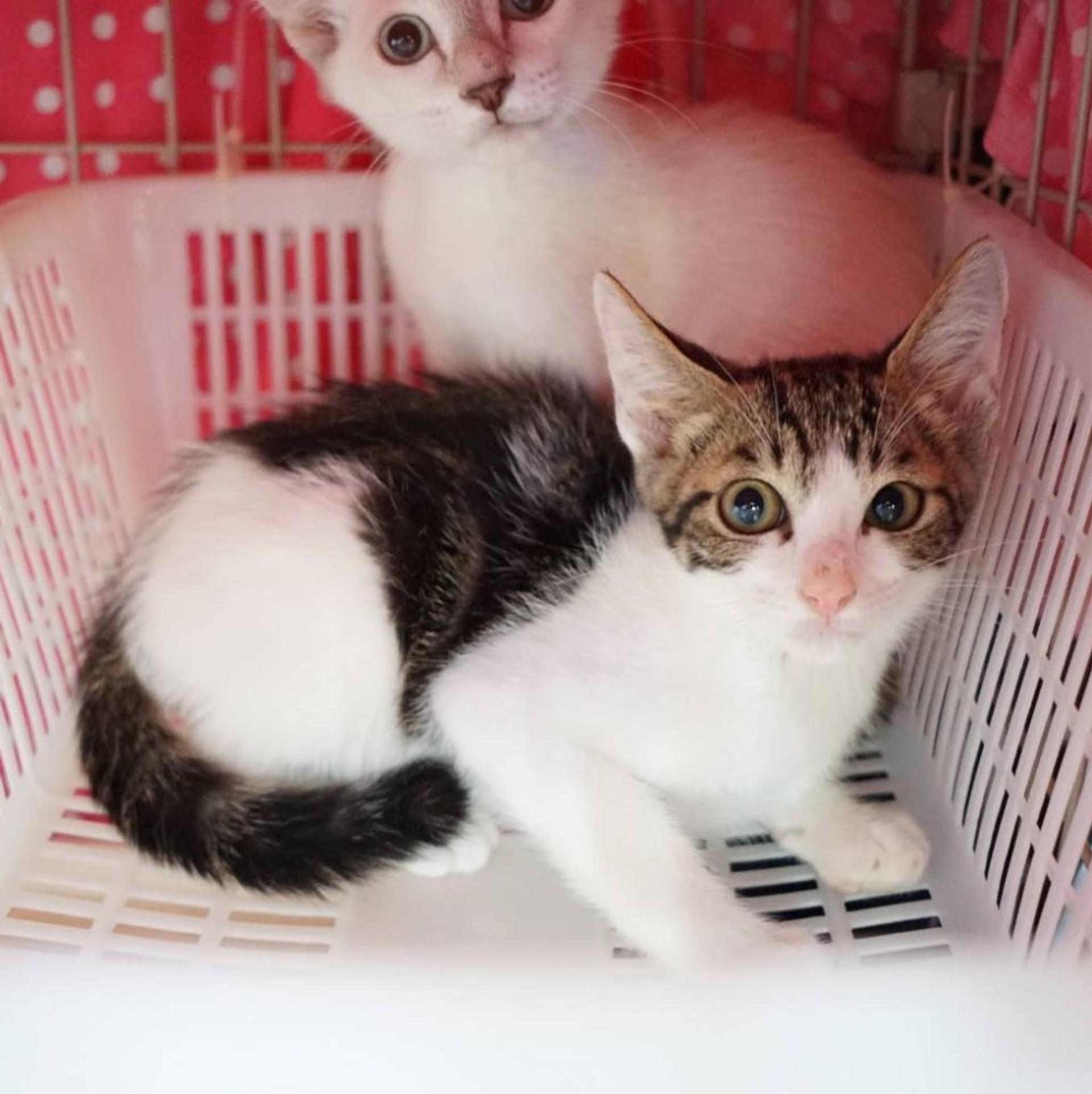 pet-image-2