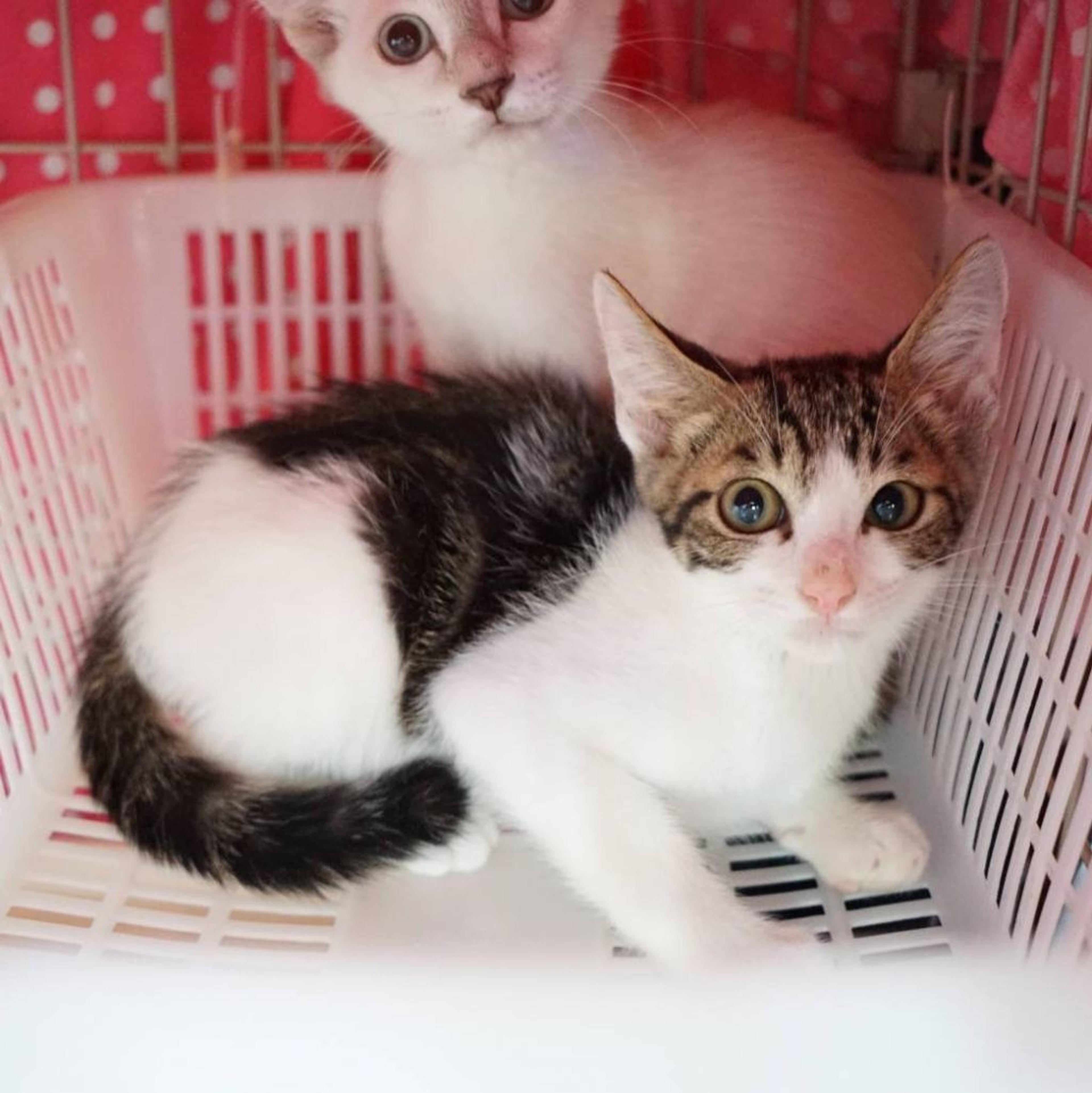 pet-image-2