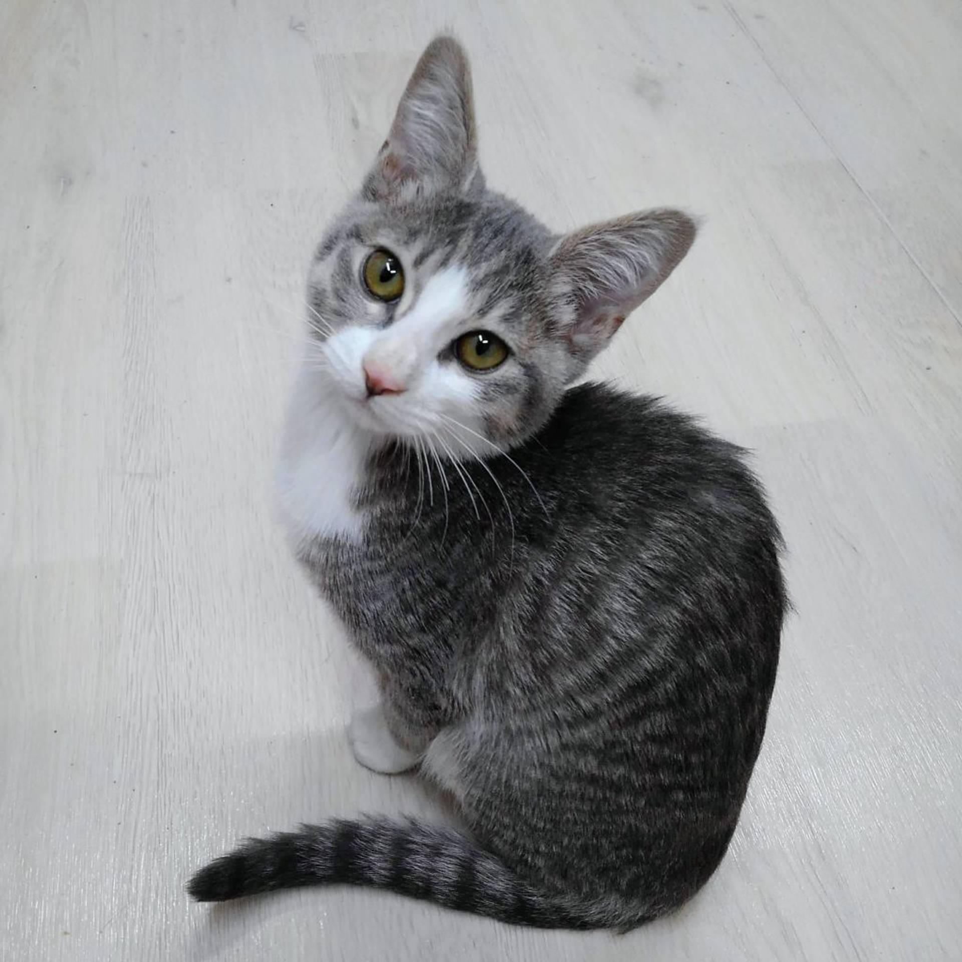 雑種（ミックス猫）・オスの里親募集の写真