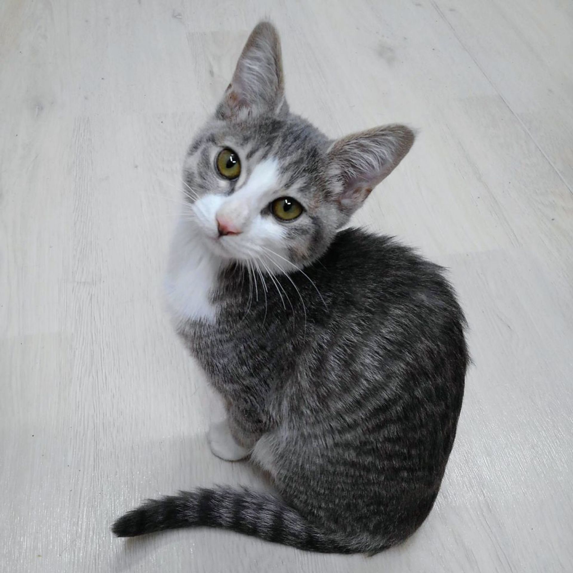 雑種（ミックス猫）・オスの里親募集の写真