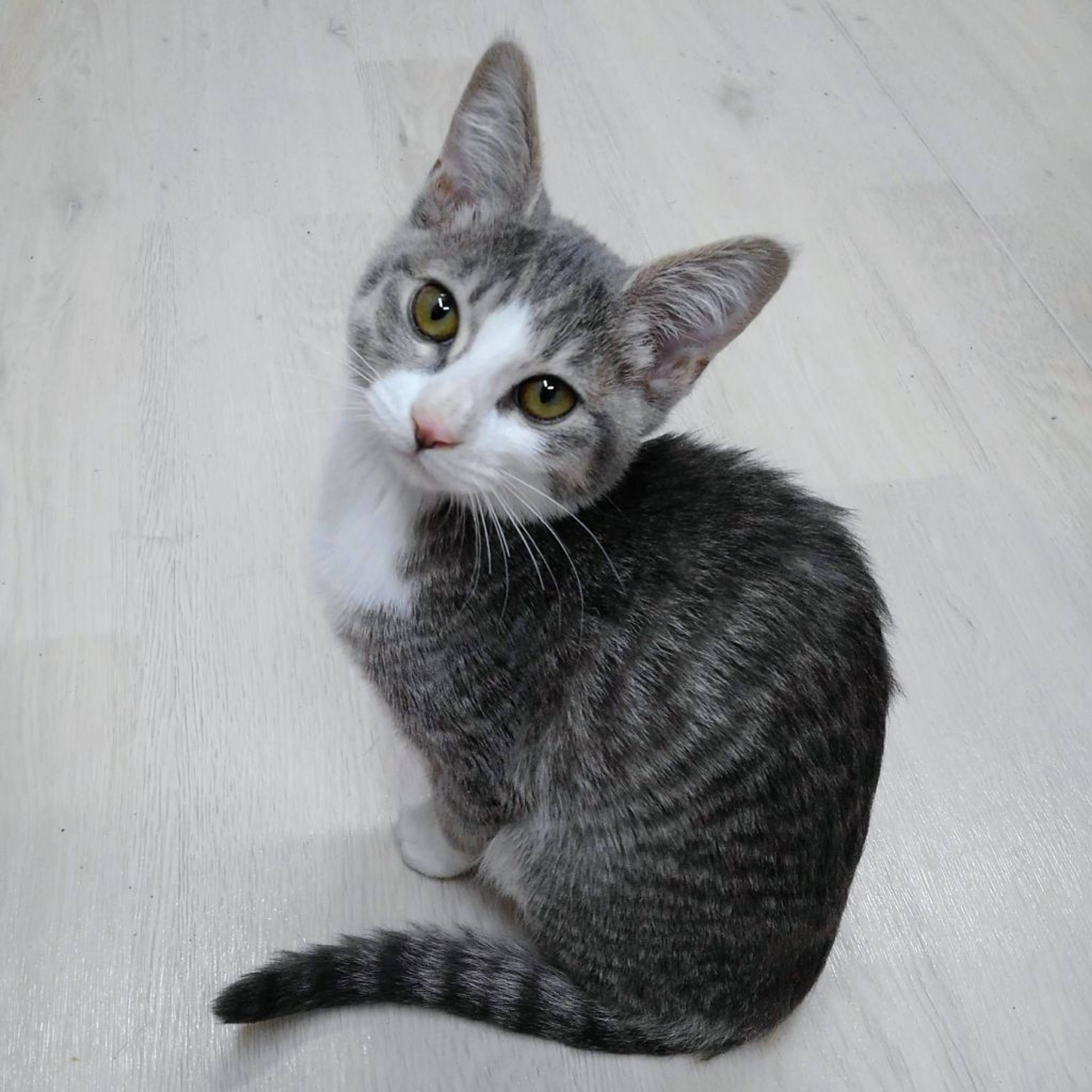 雑種（ミックス猫）・オスの里親募集の写真