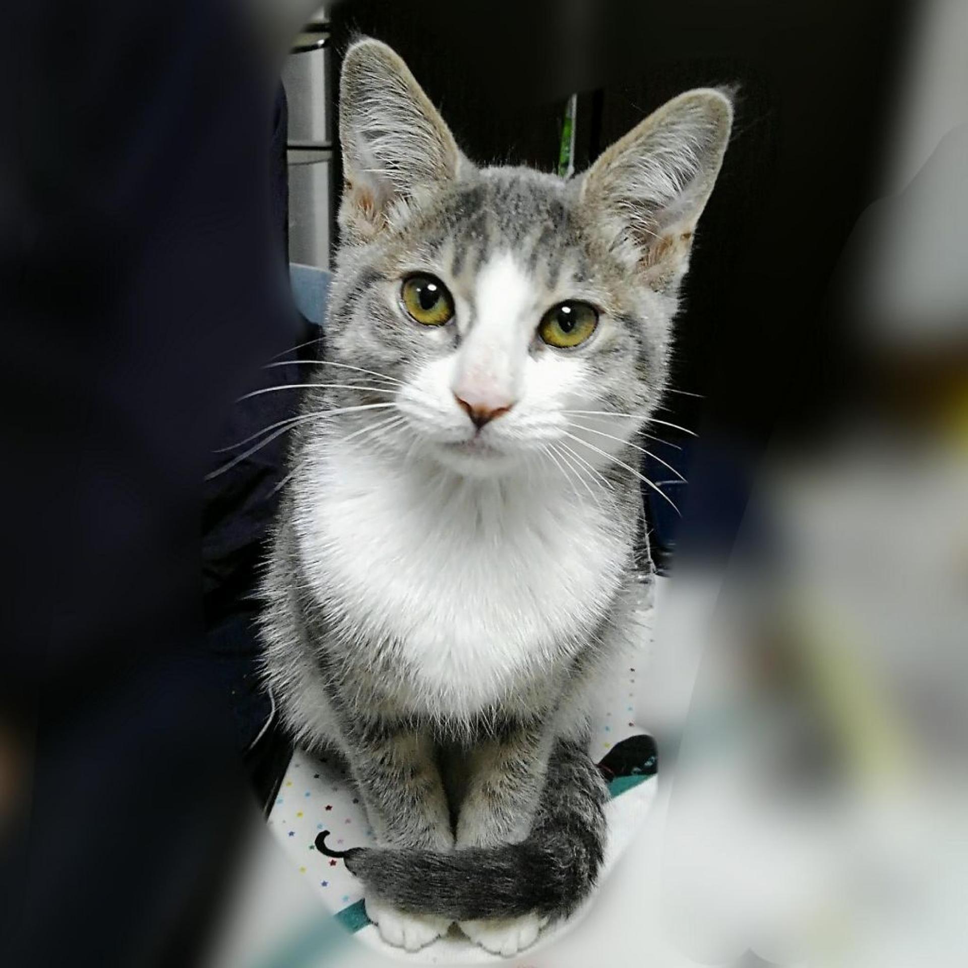 pet-image-2