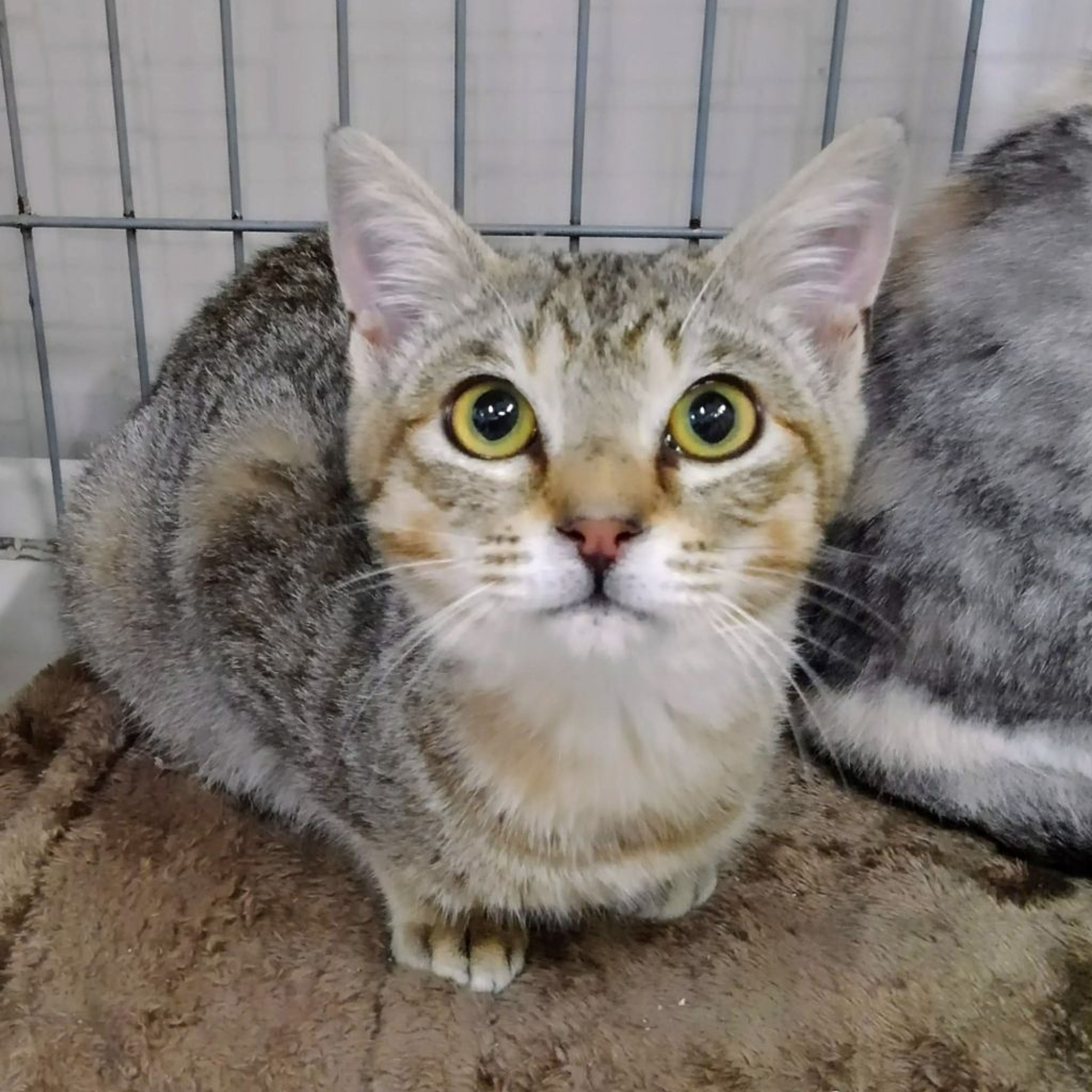 雑種（ミックス猫）・オスの里親募集の写真