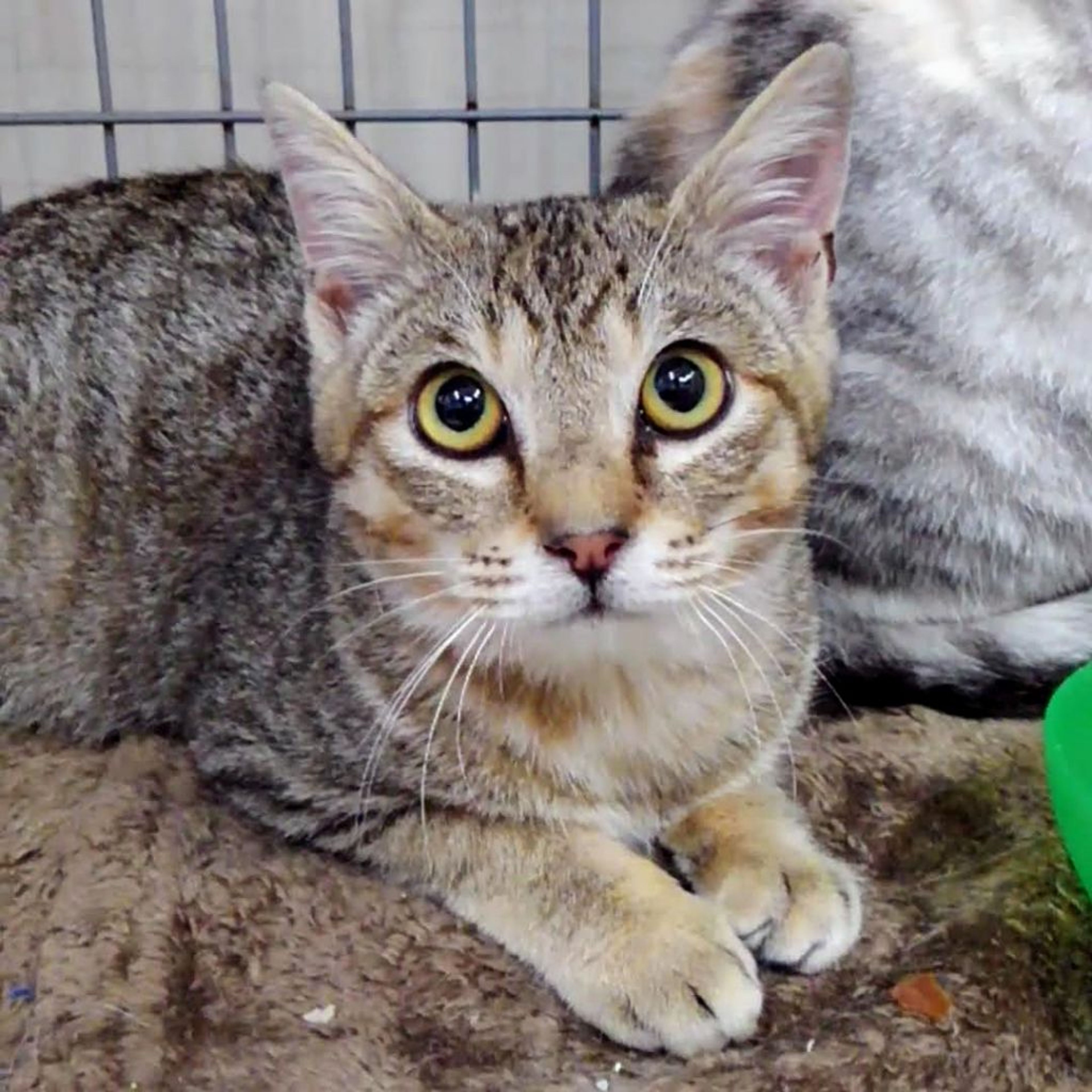 pet-image-2