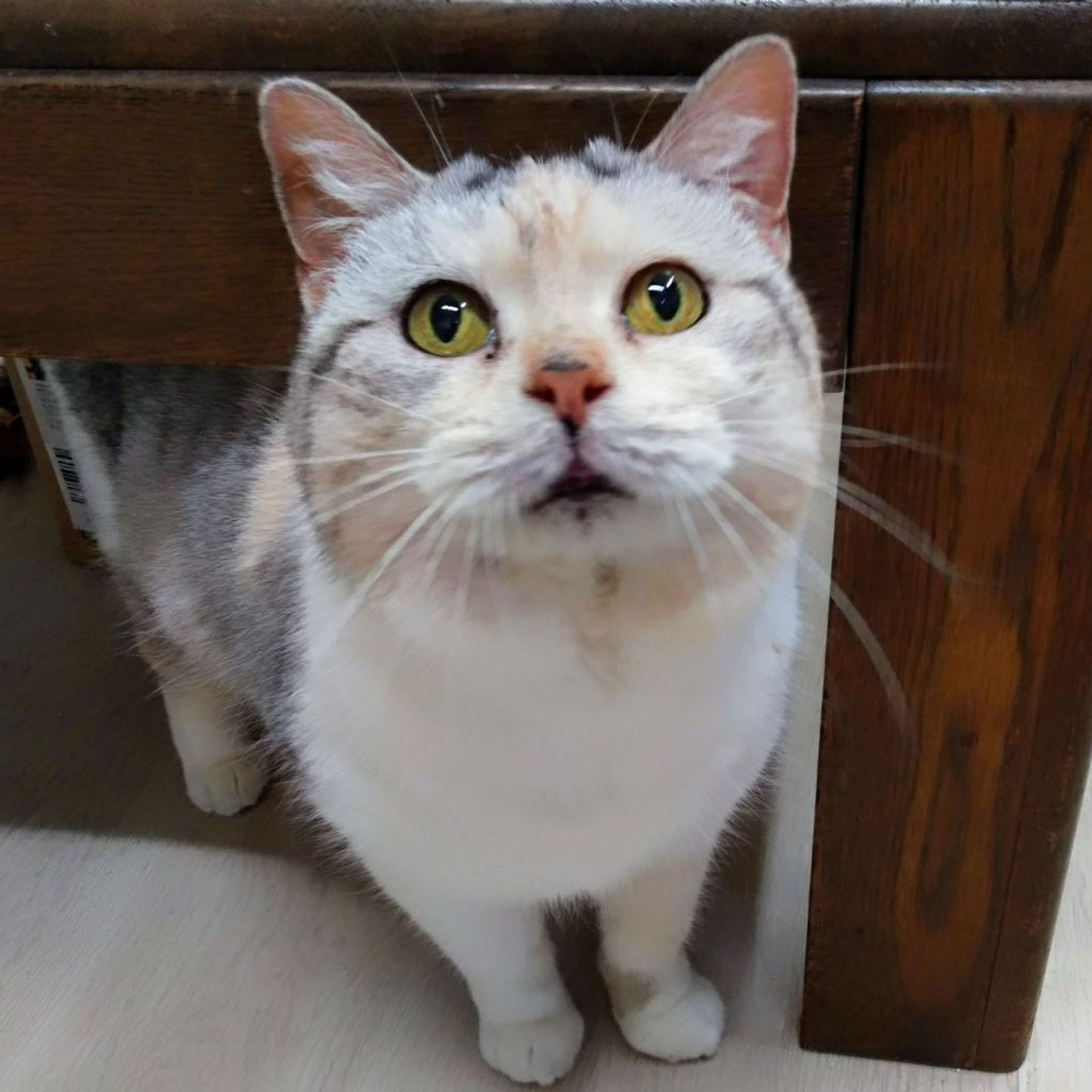マンチカン・メスの里親募集の写真