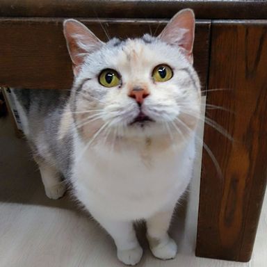 ぽー
