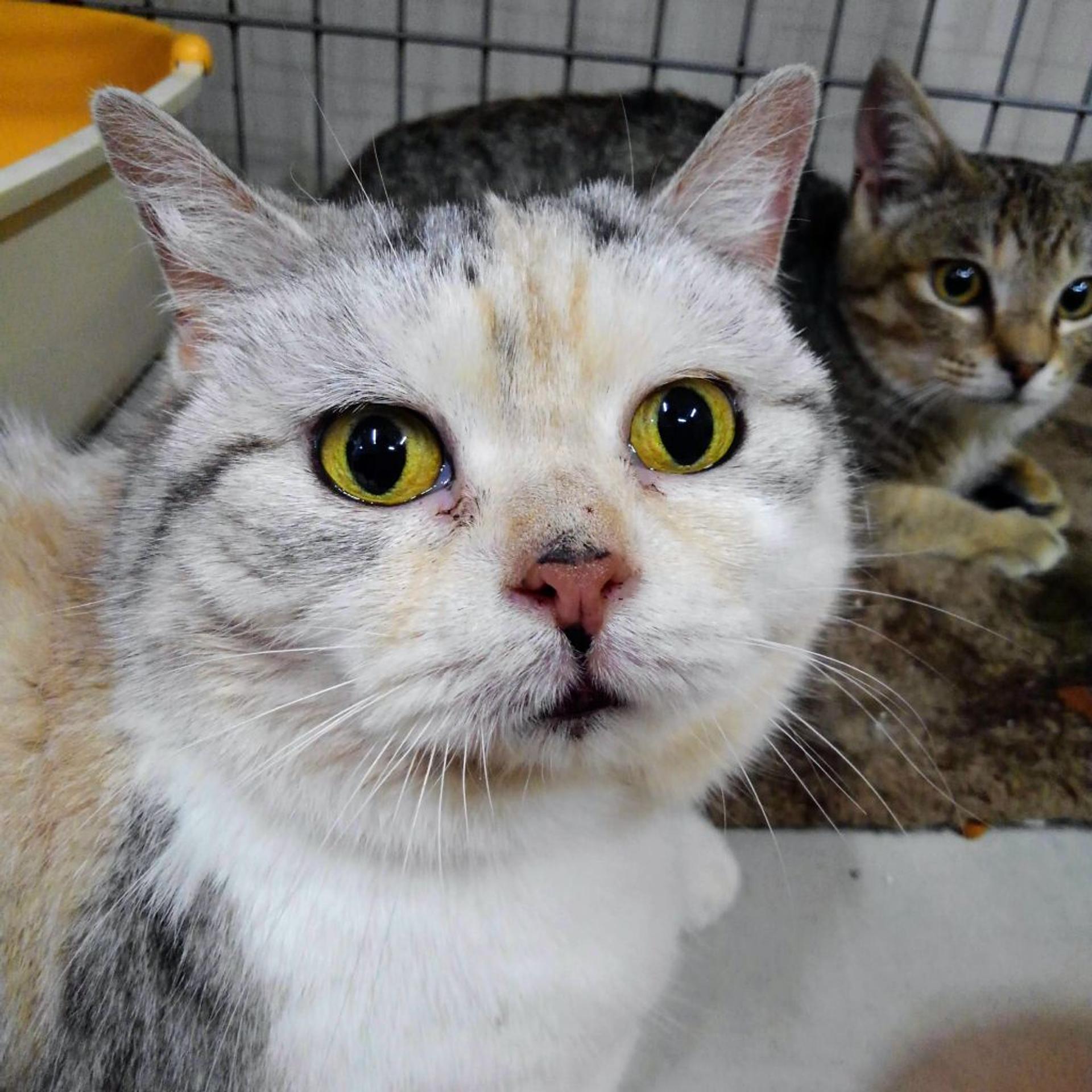pet-image-2