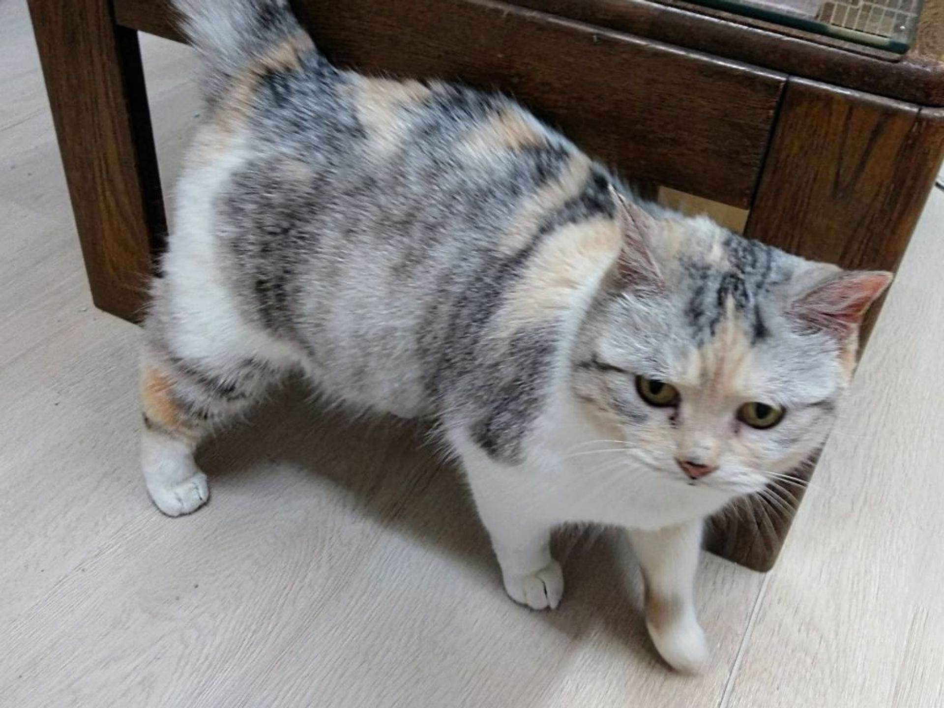 pet-image-3