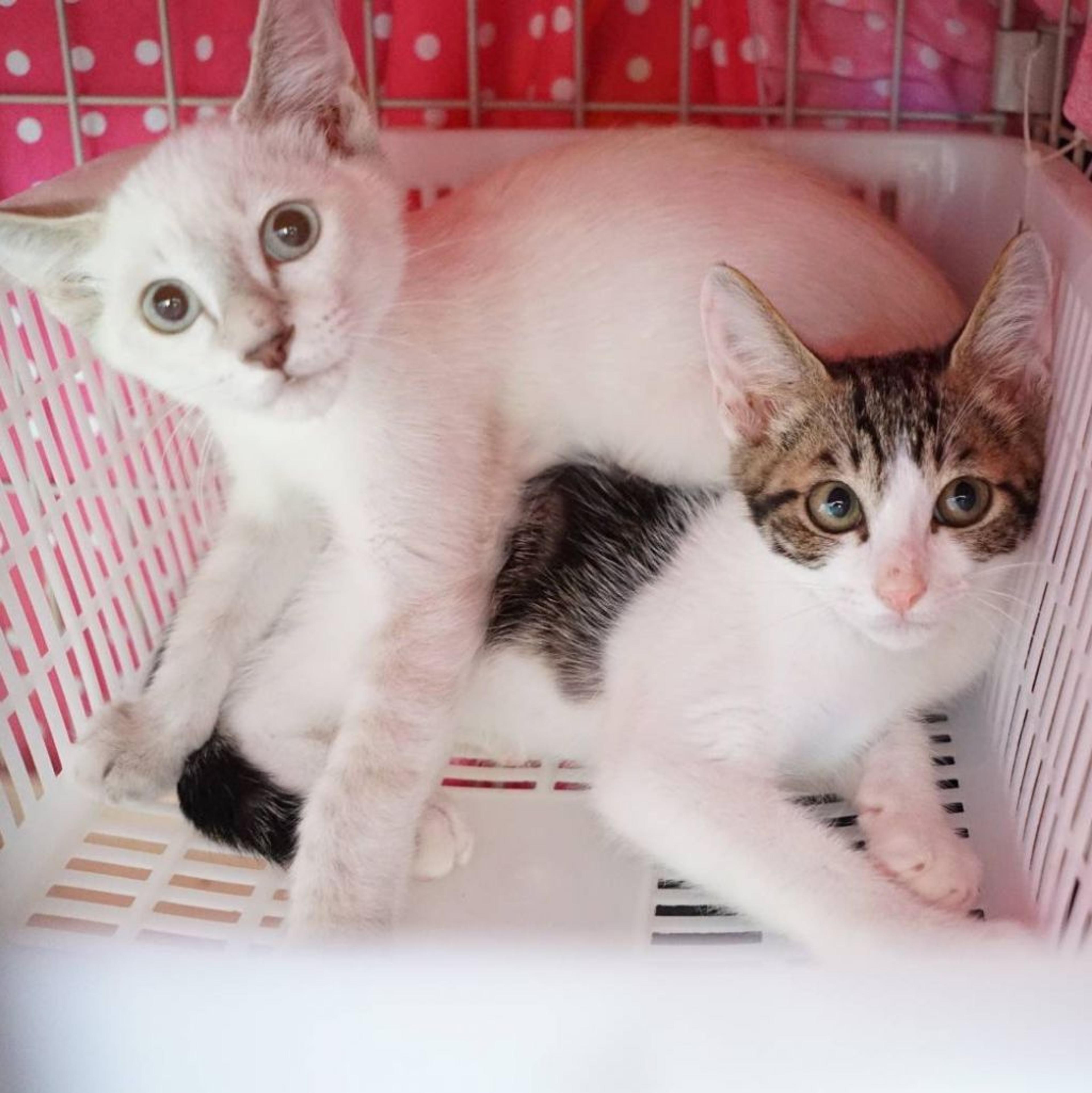 pet-image-2