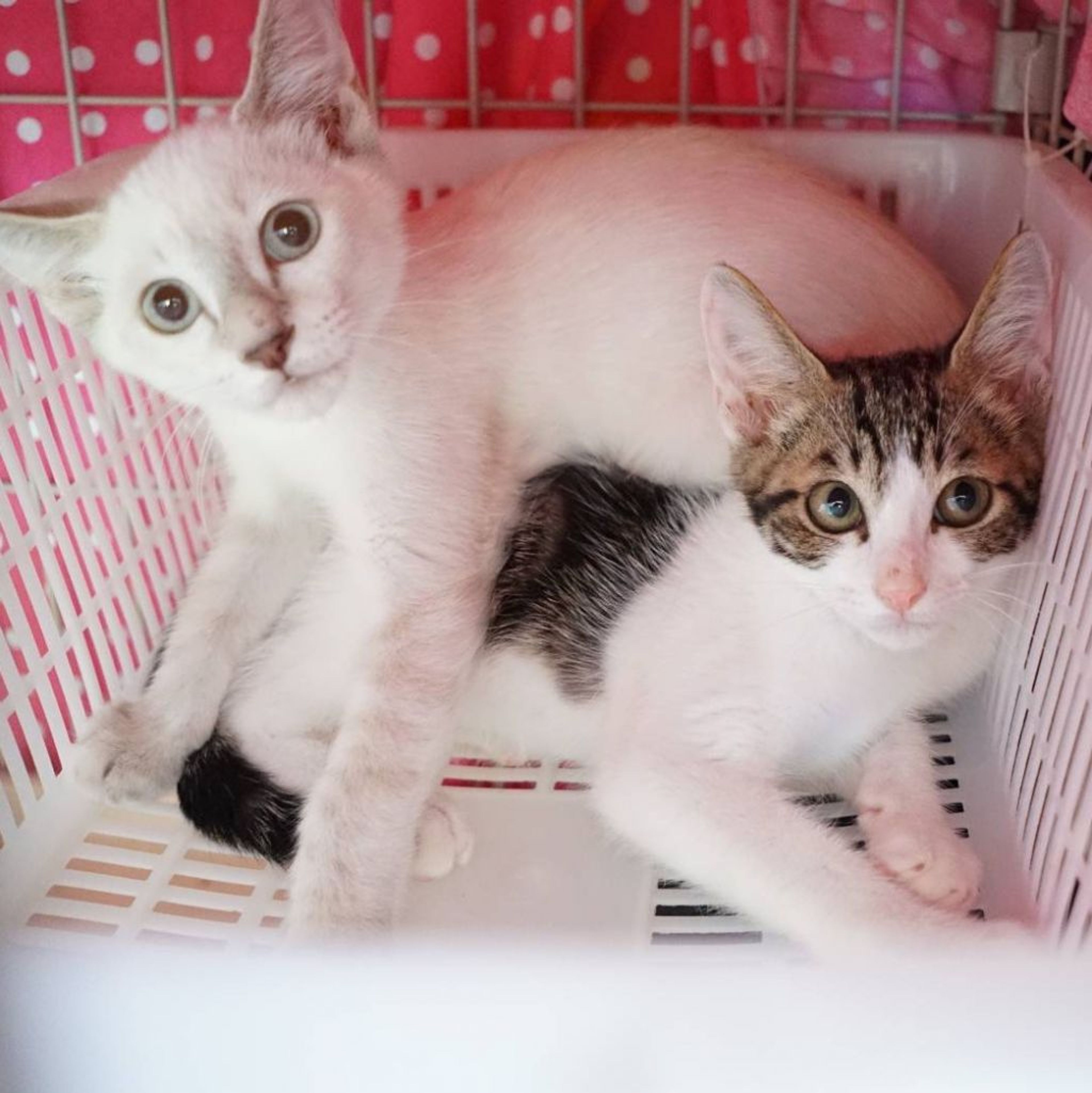 pet-image-2
