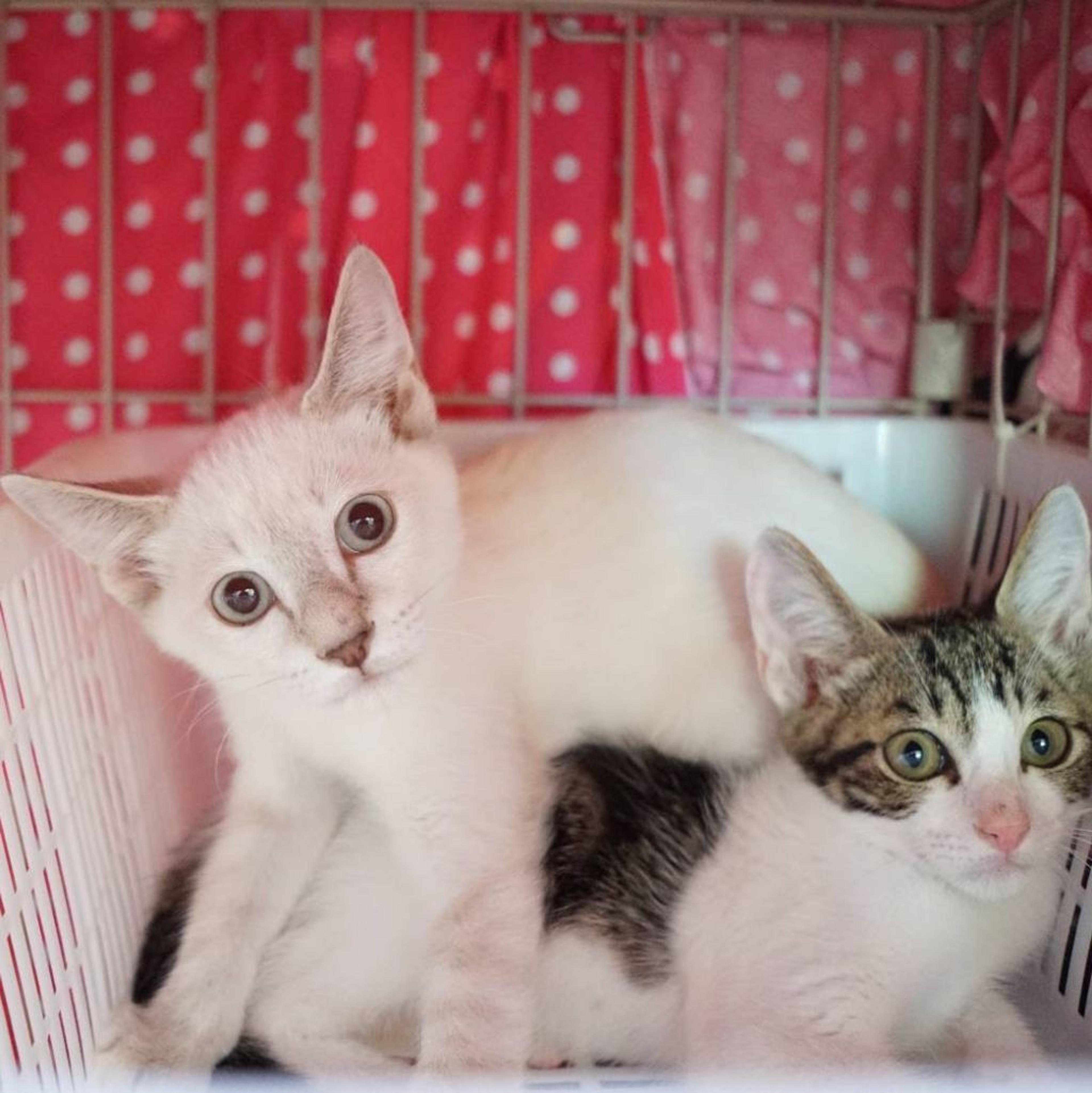 pet-image-3