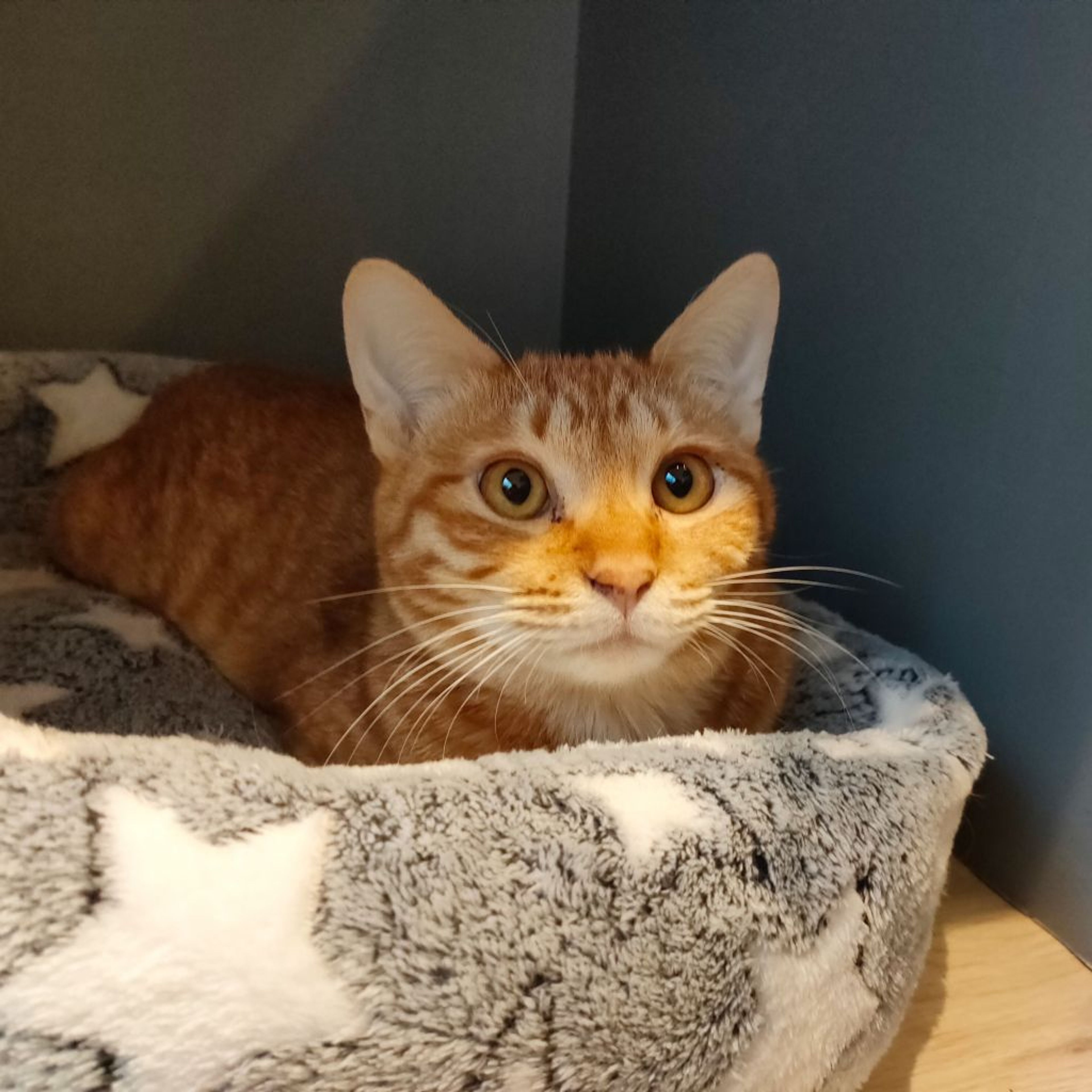 pet-image-2