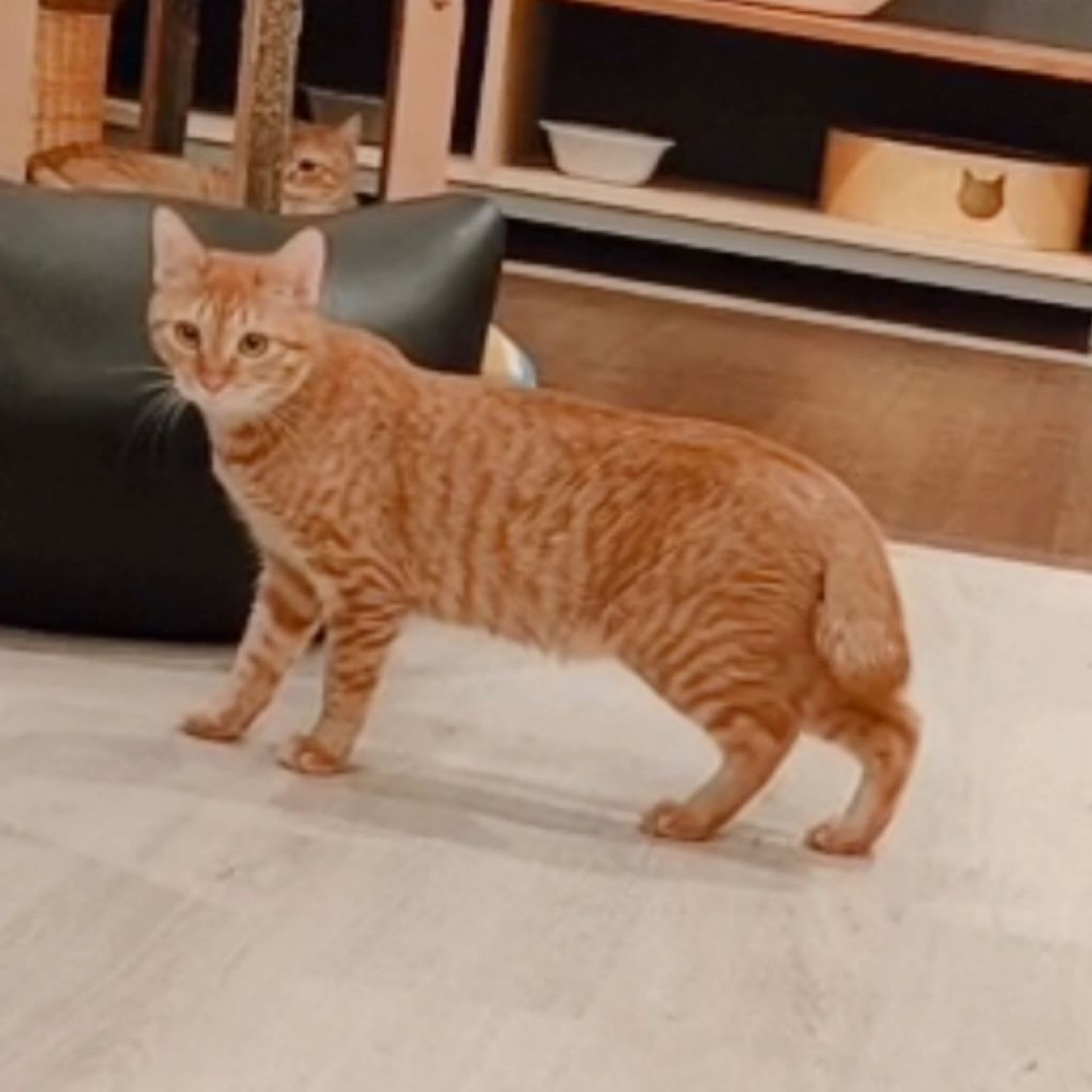 pet-image-3