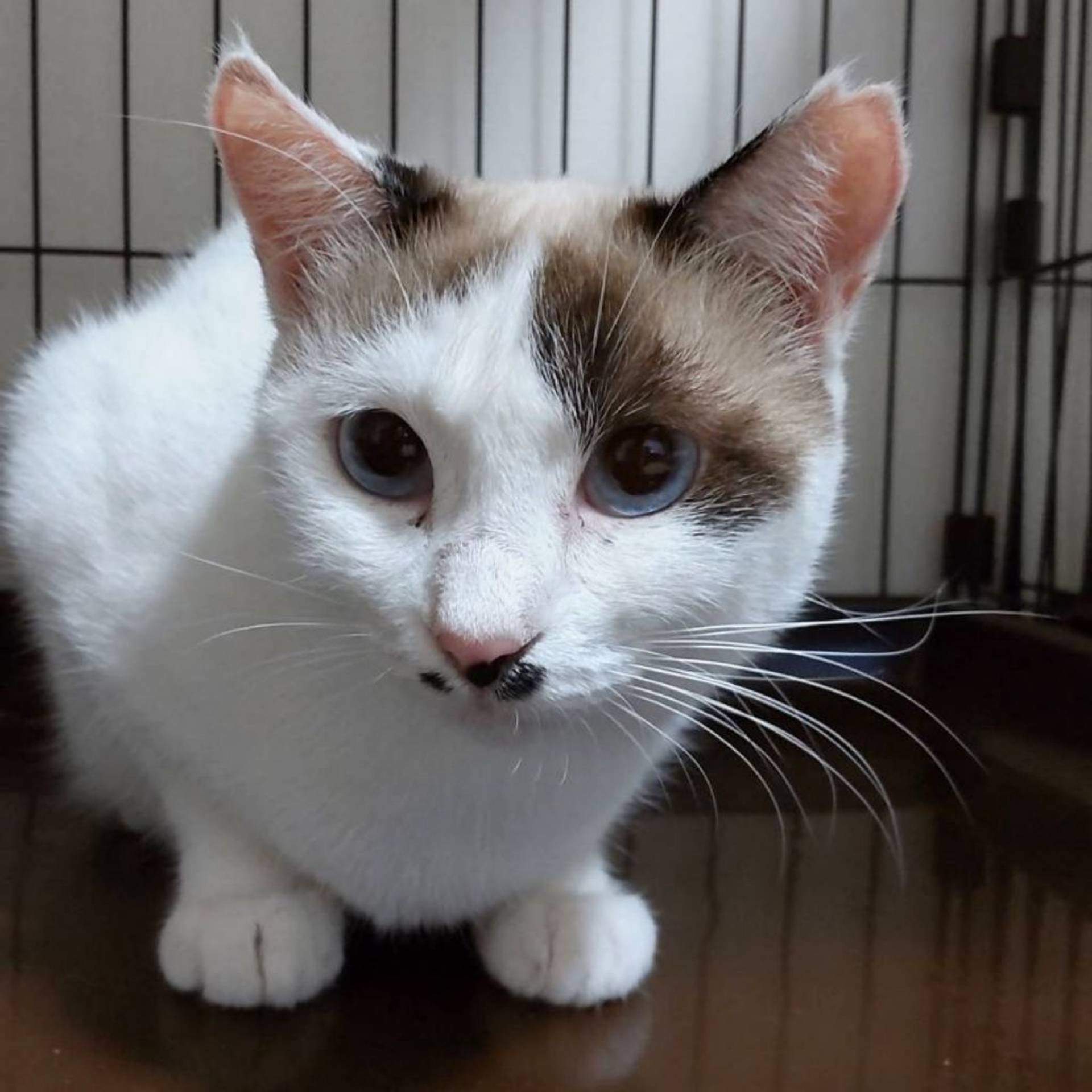 雑種（ミックス猫）・メスの里親募集の写真