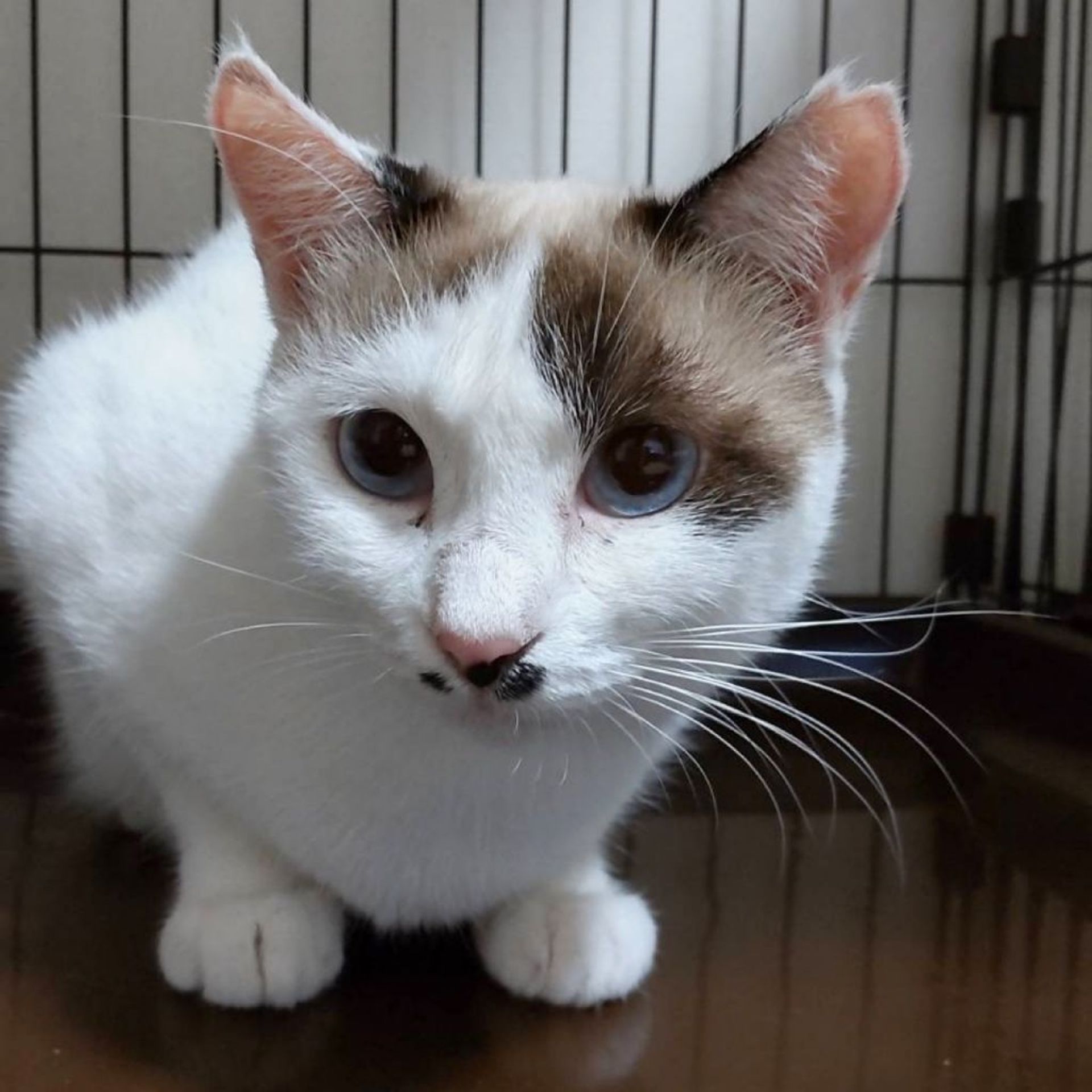 雑種（ミックス猫）・メスの里親募集の写真