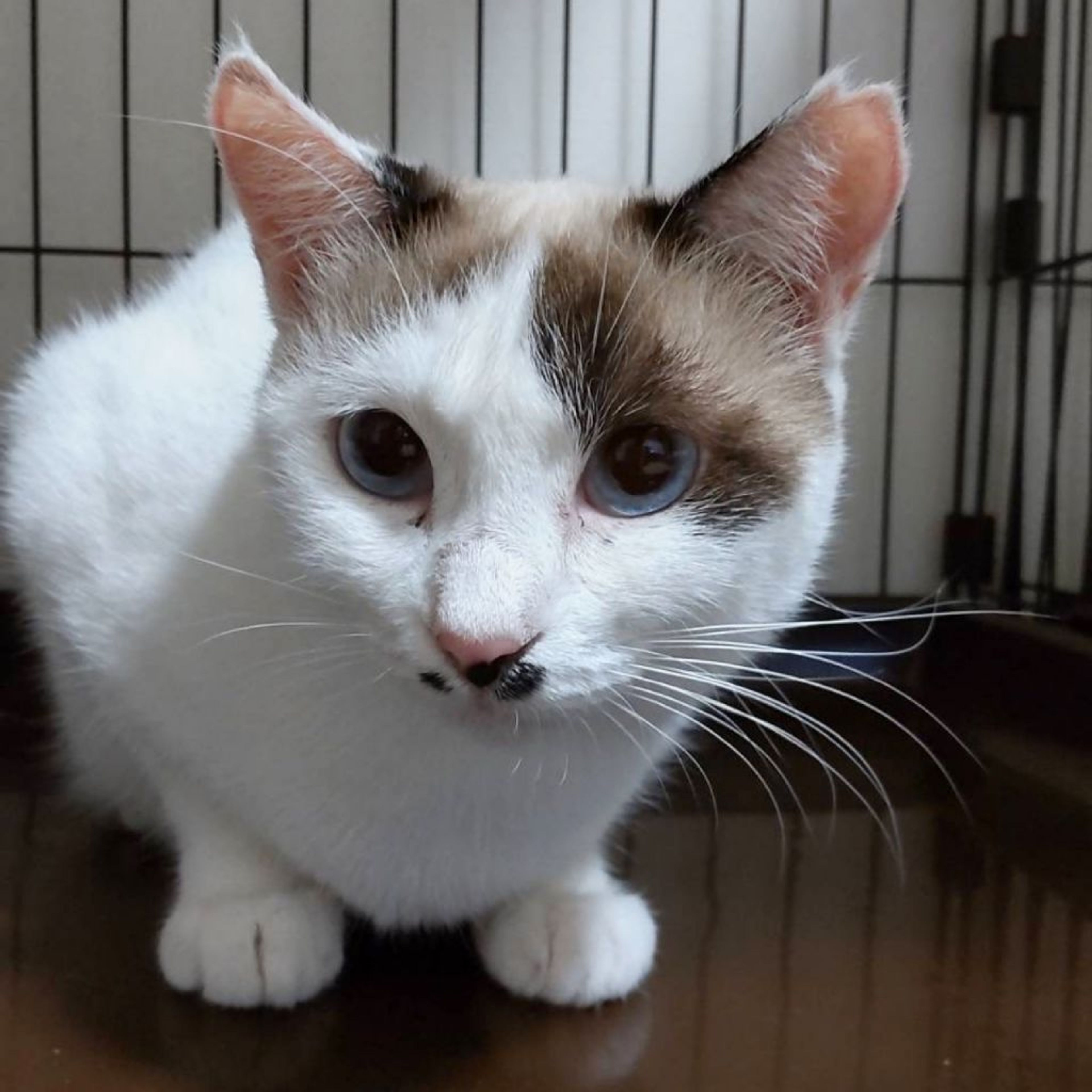 雑種（ミックス猫）・メスの里親募集の写真
