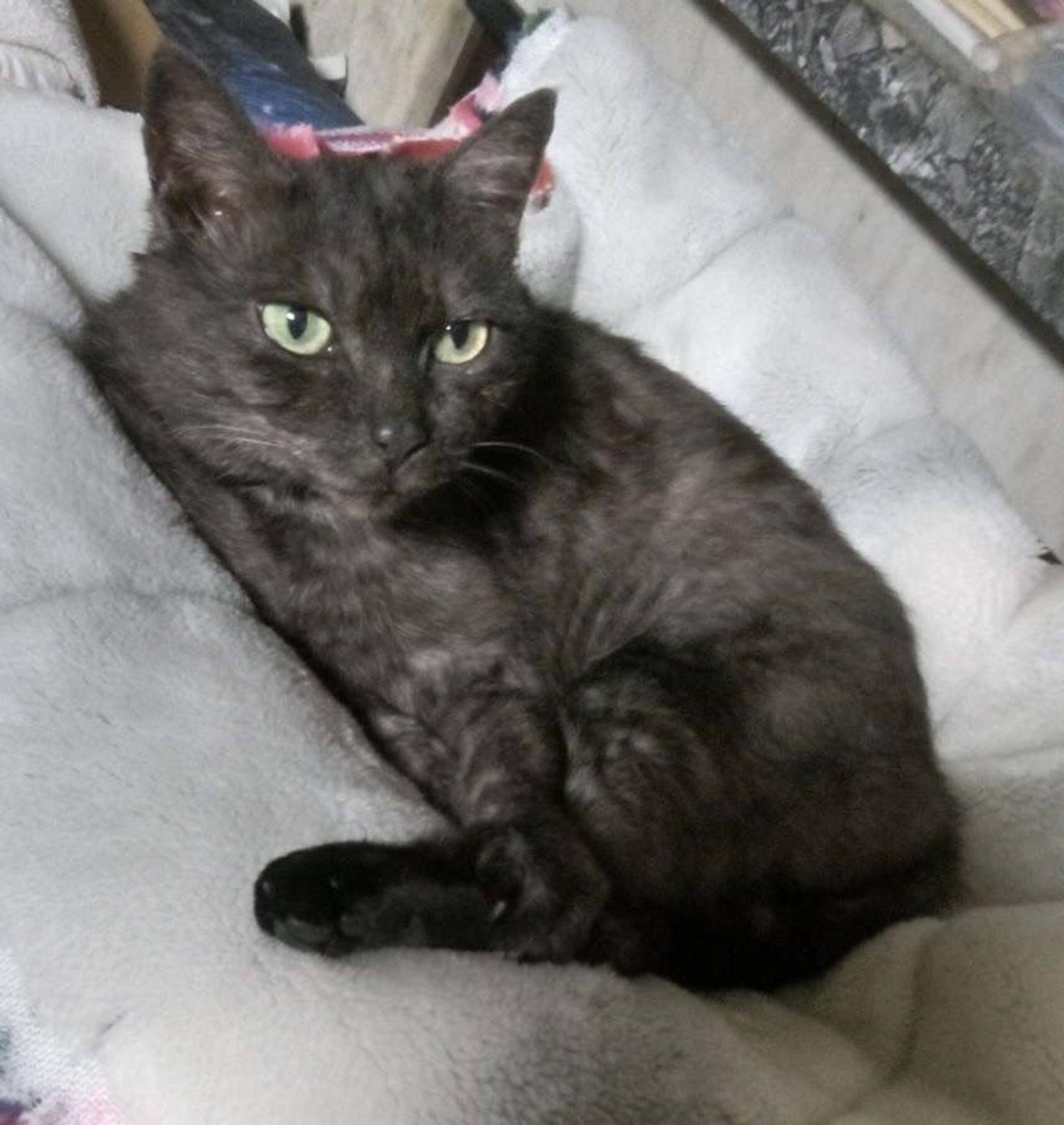 pet-image-4