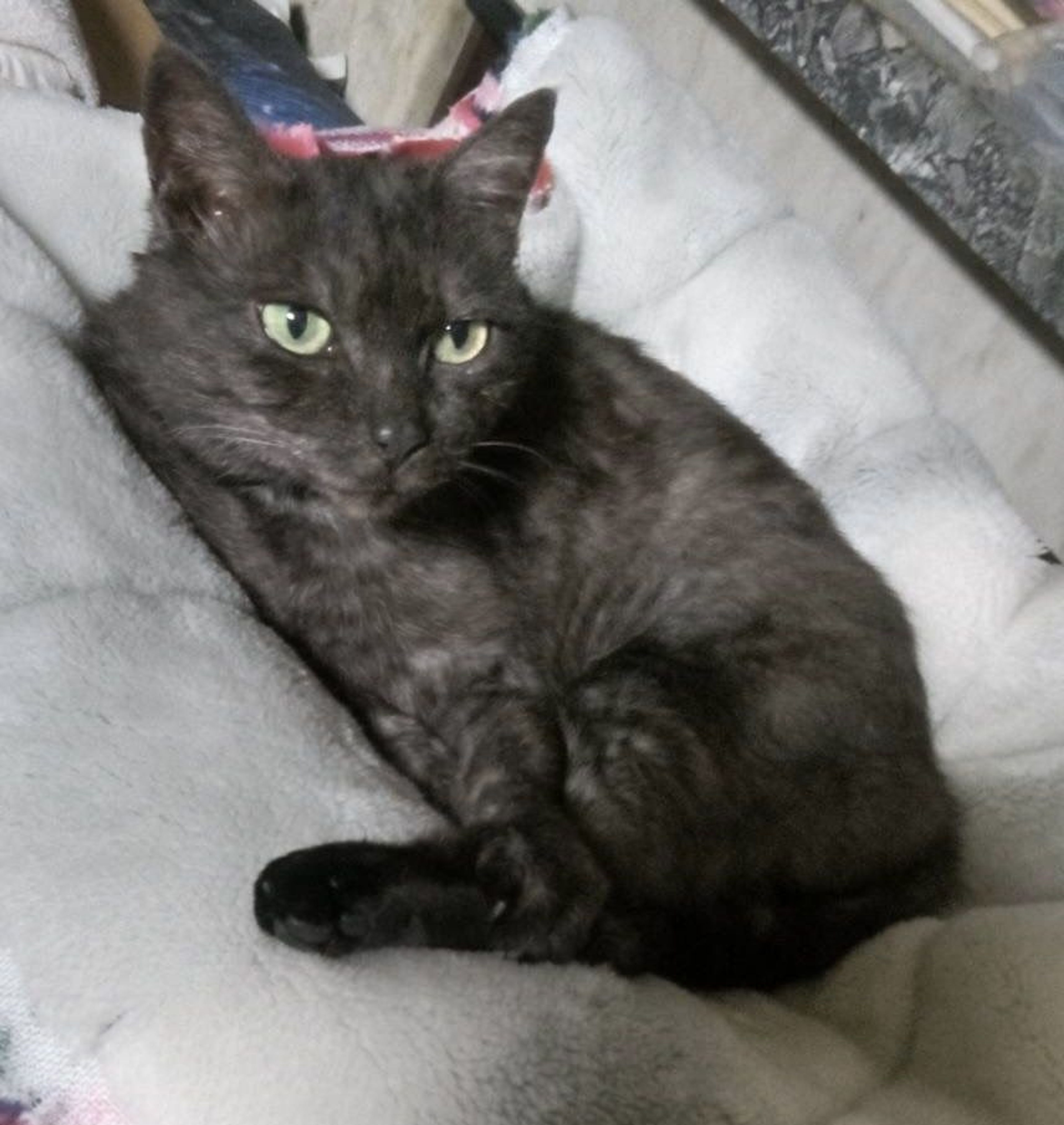 pet-image-4