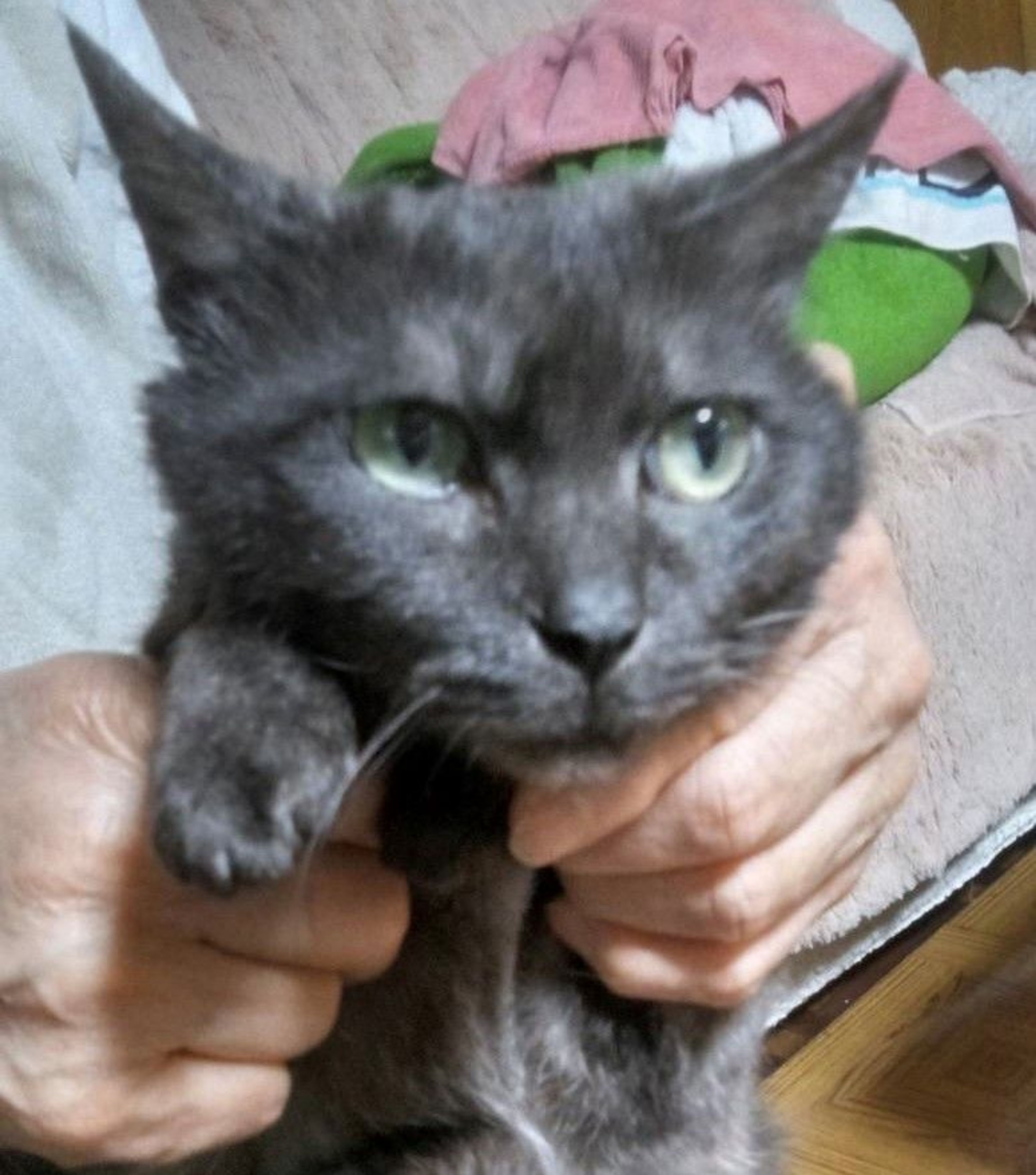 pet-image-2