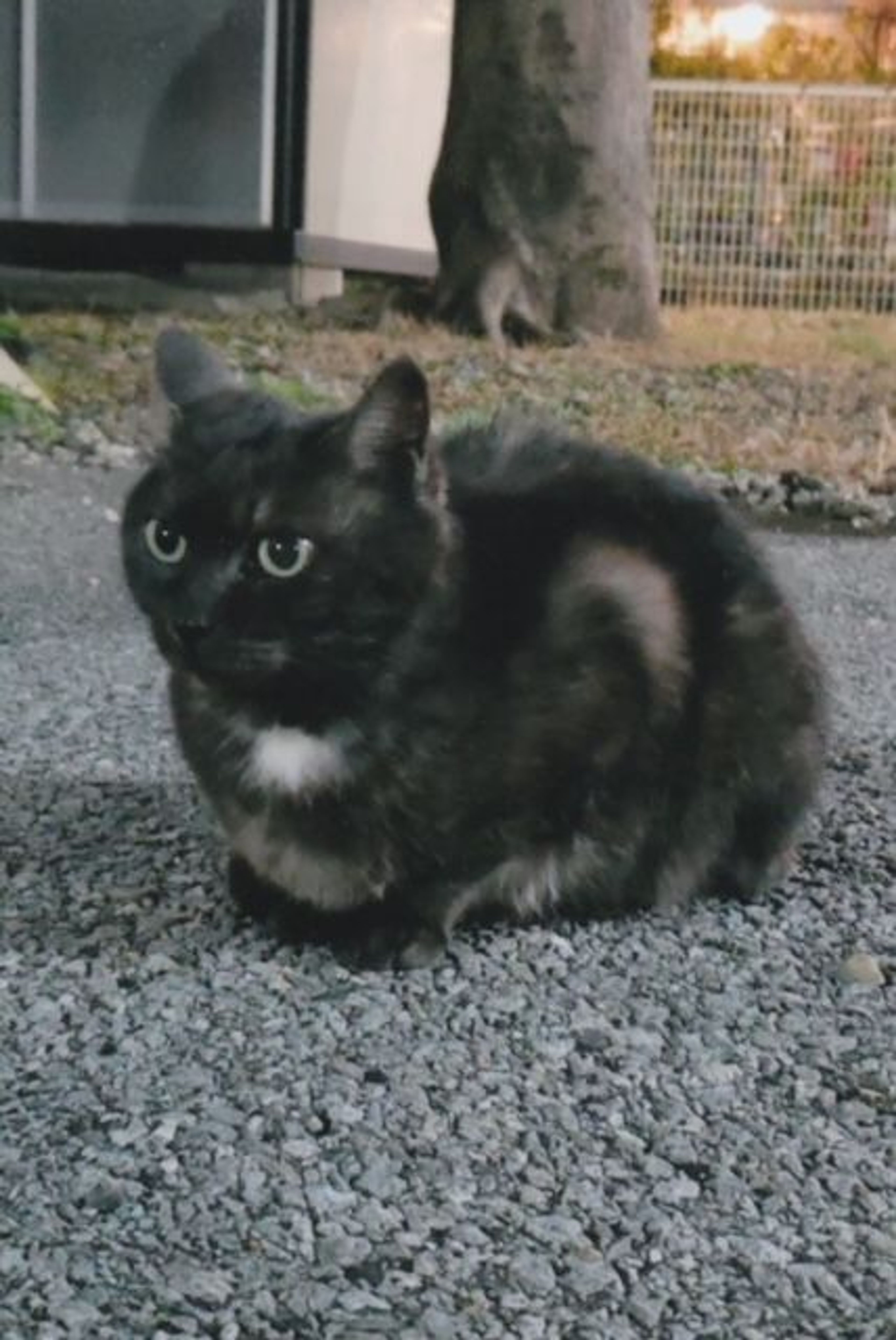 pet-image-5