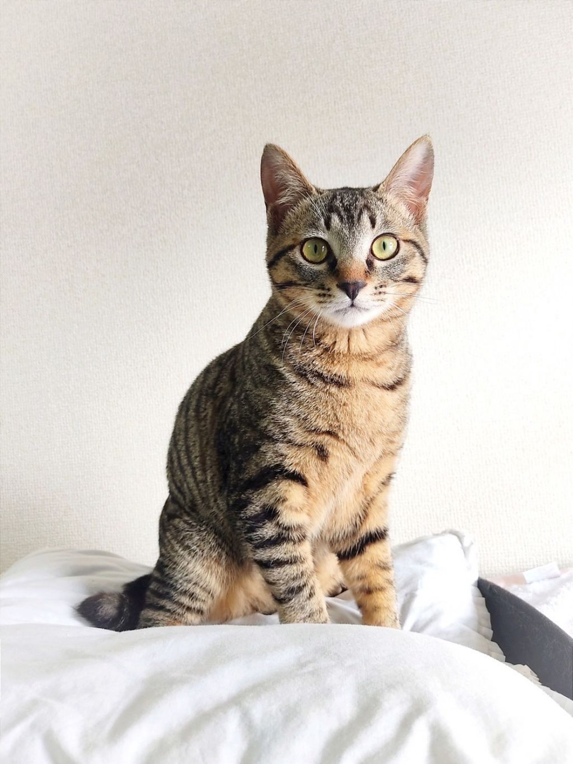 雑種（ミックス猫）・オスの里親募集の写真
