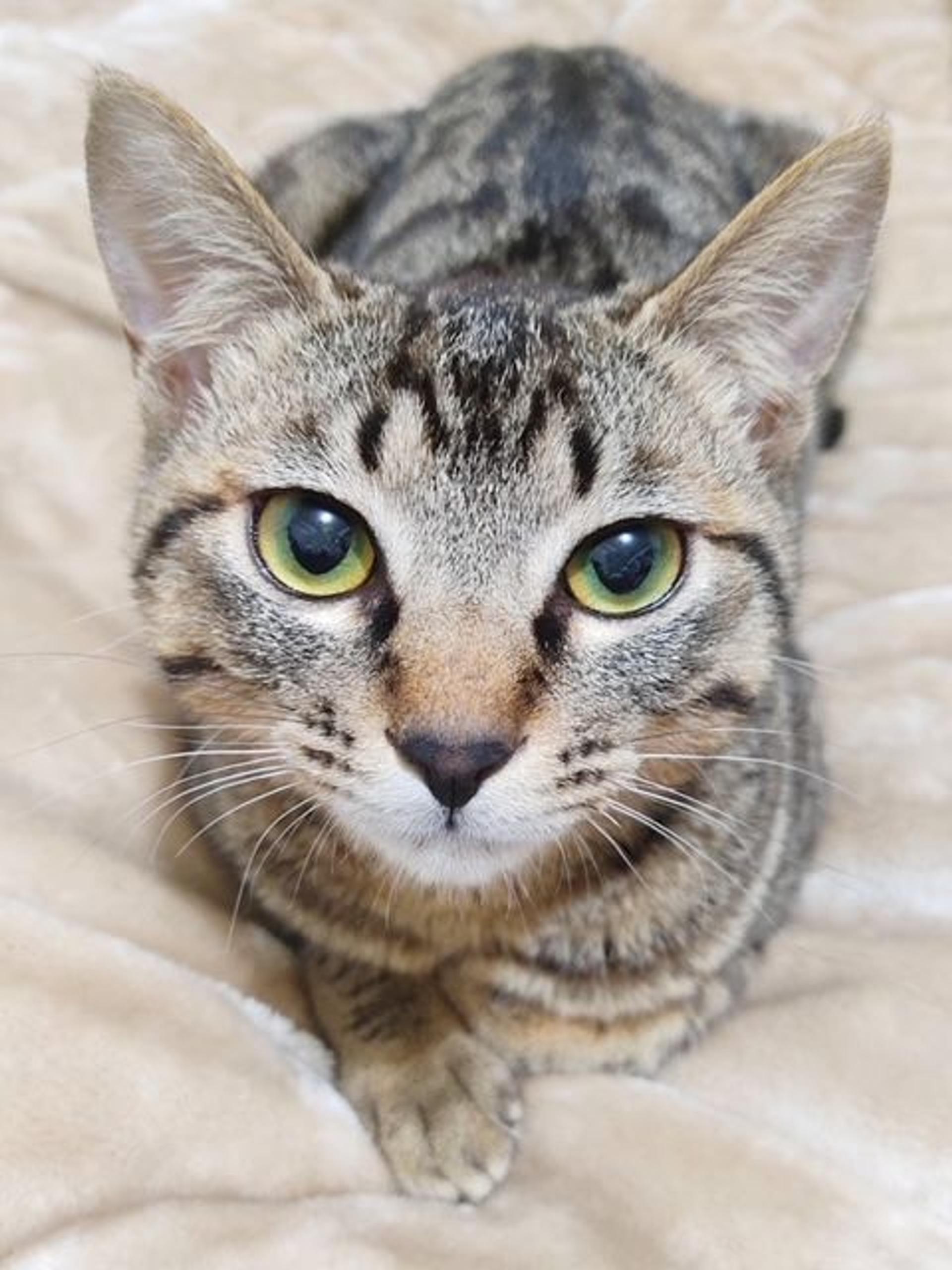 pet-image-2