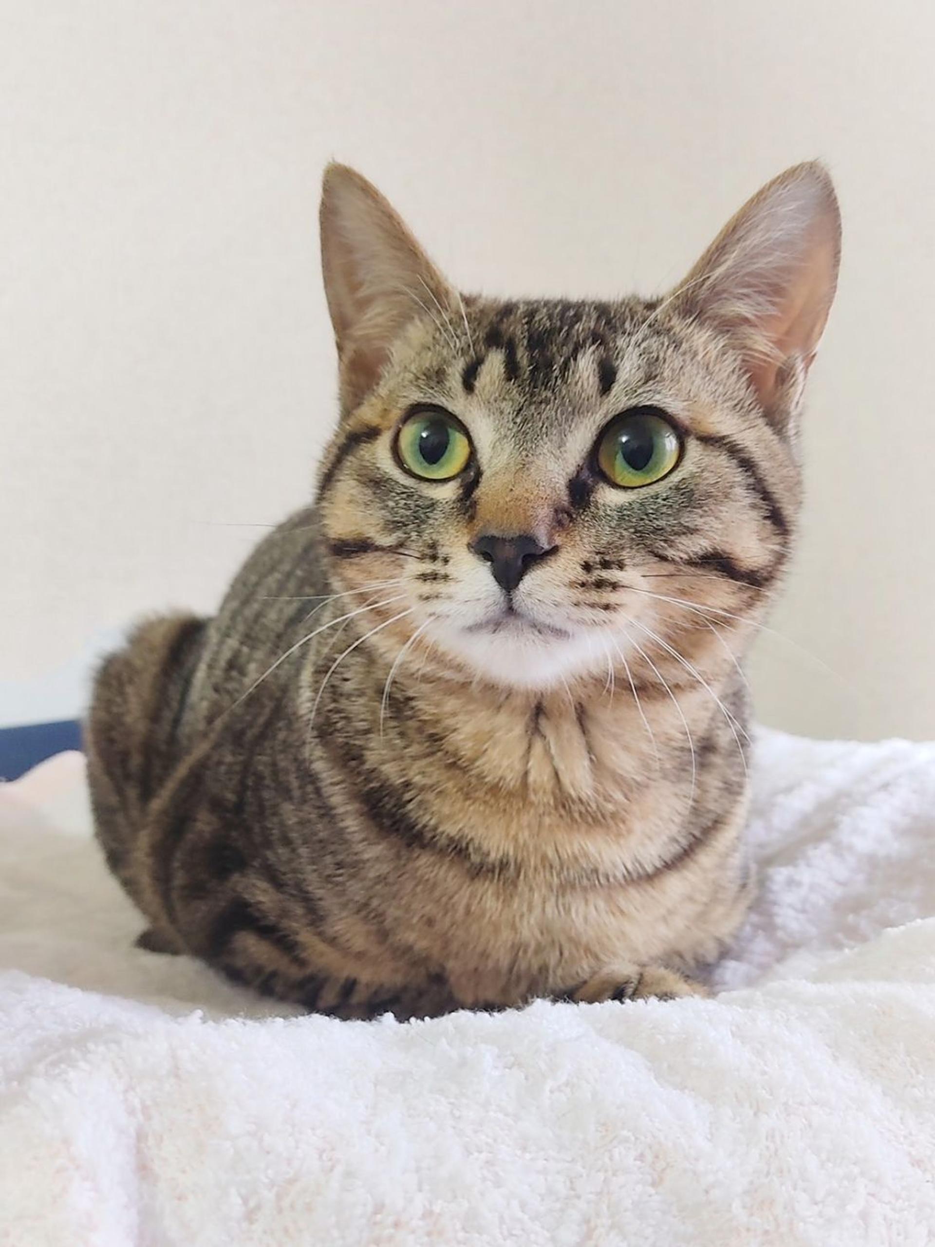 pet-image-3