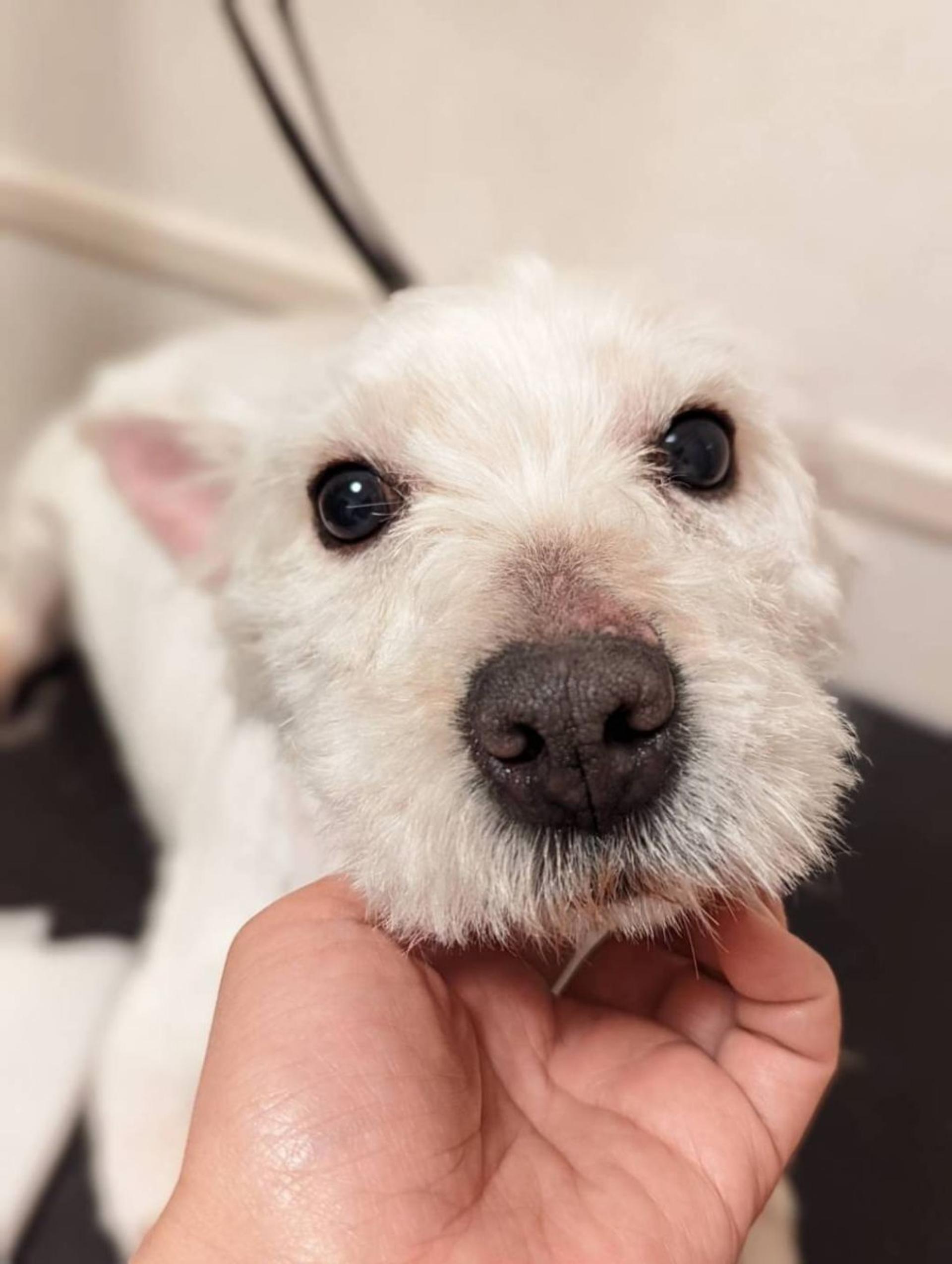 pet-image-2