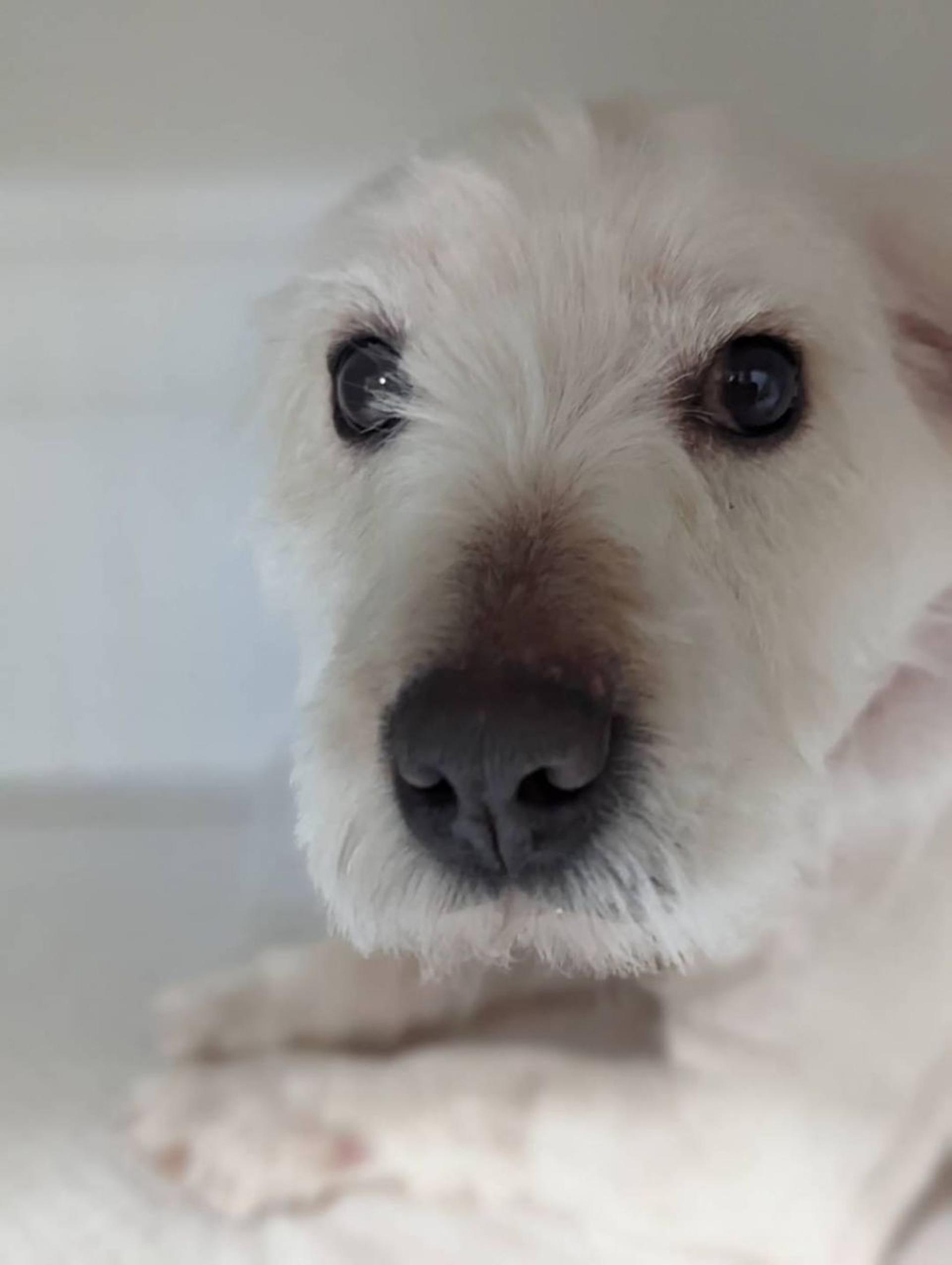 pet-image-4