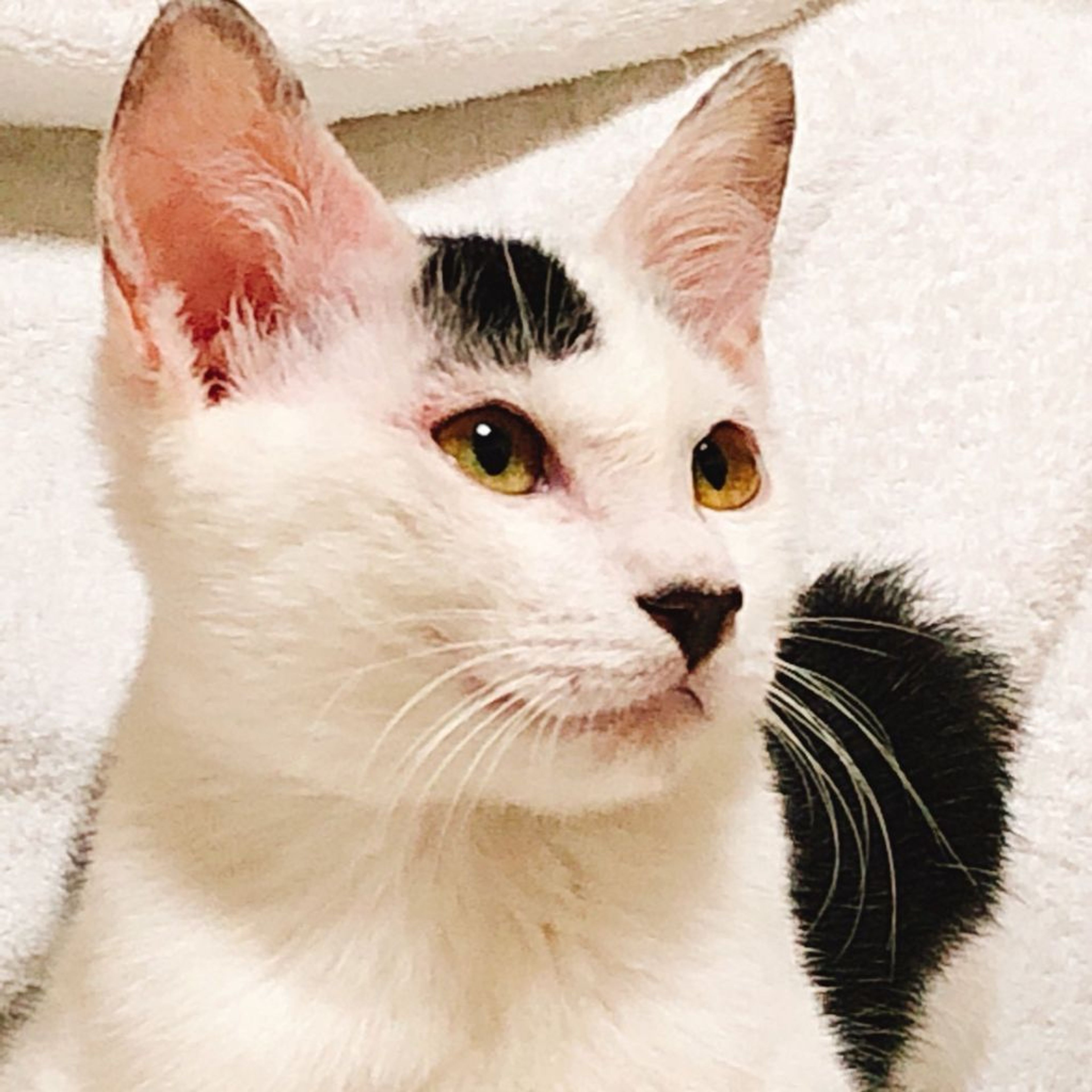 雑種（ミックス猫）・オスの里親募集の写真