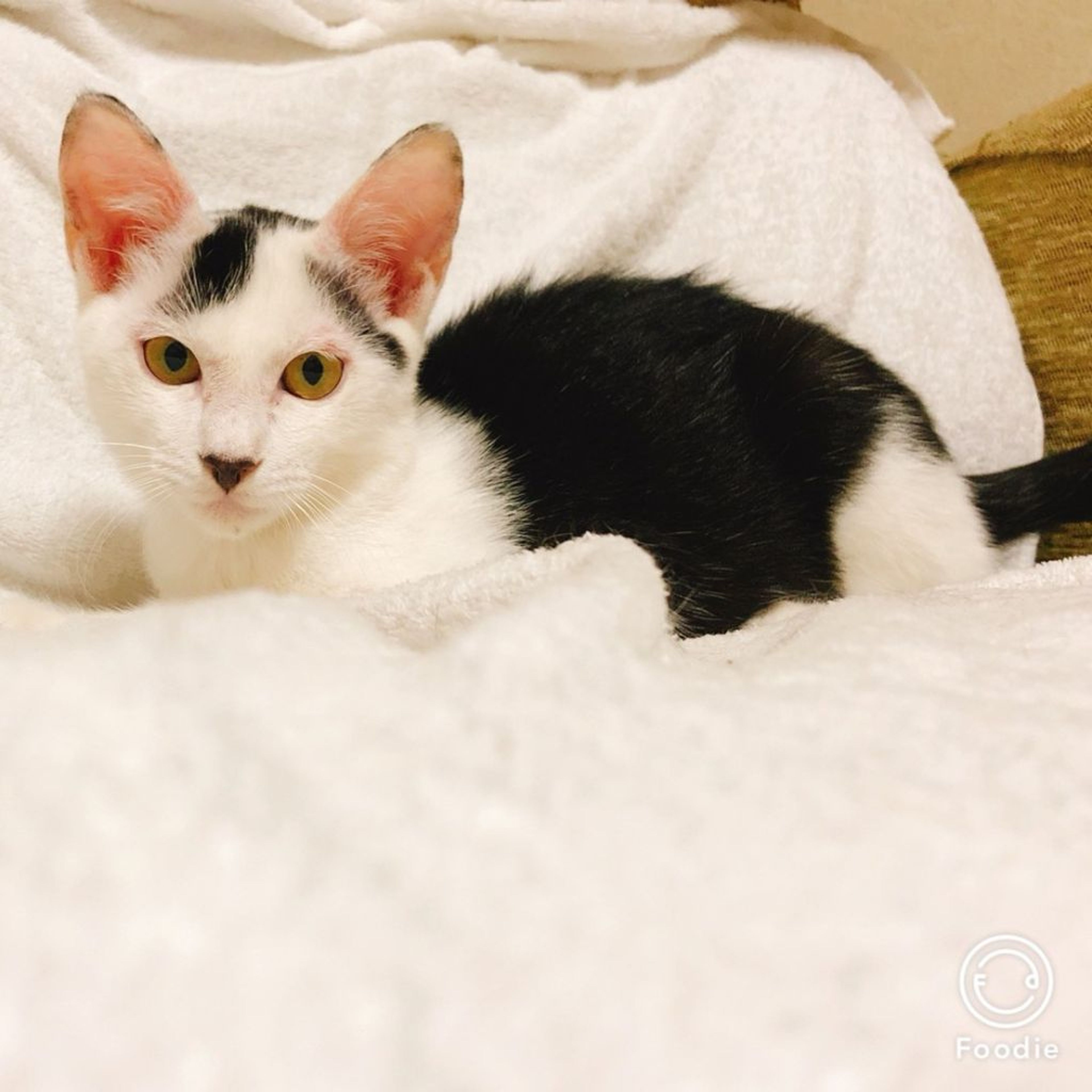 pet-image-3