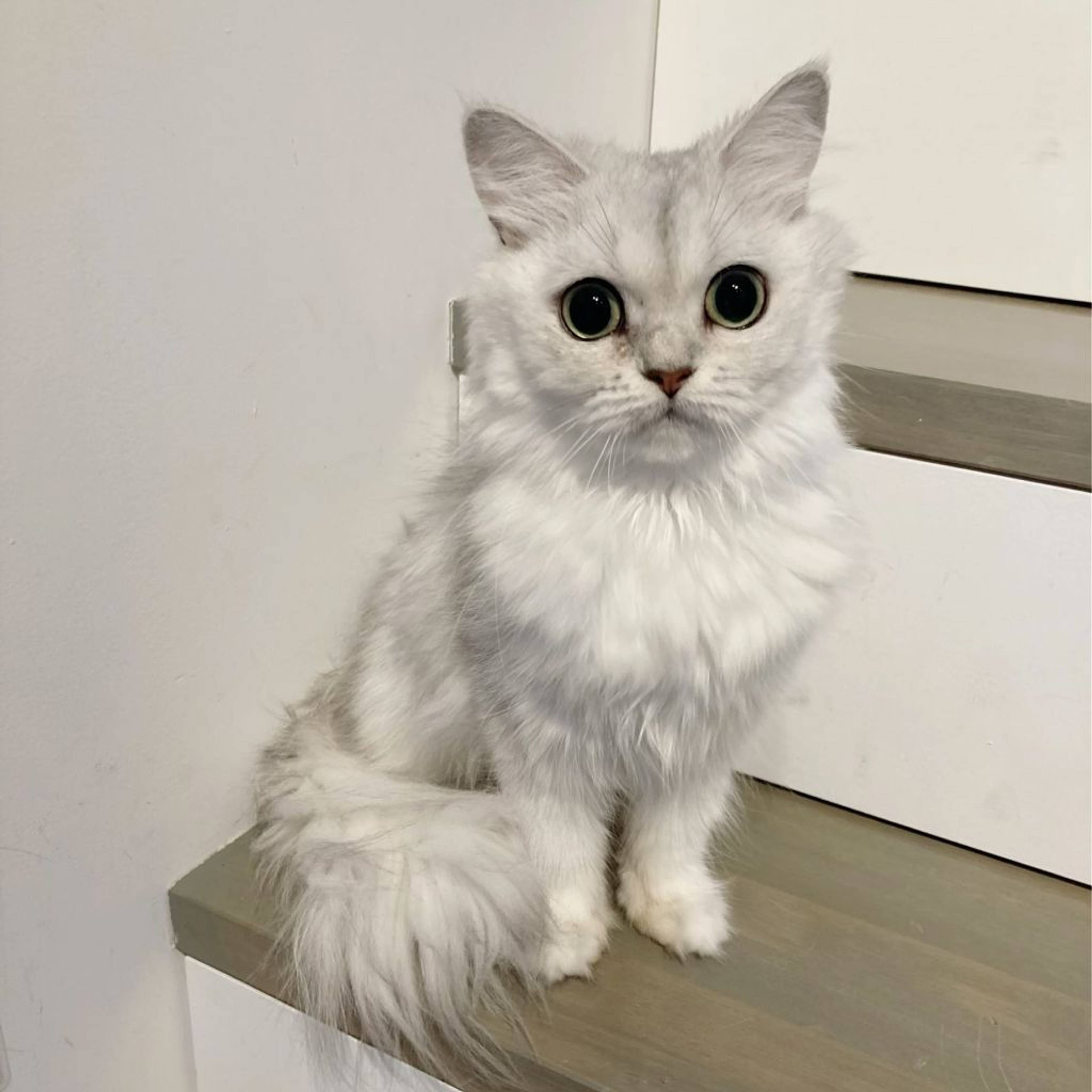 ペルシャ・メスの里親募集の写真