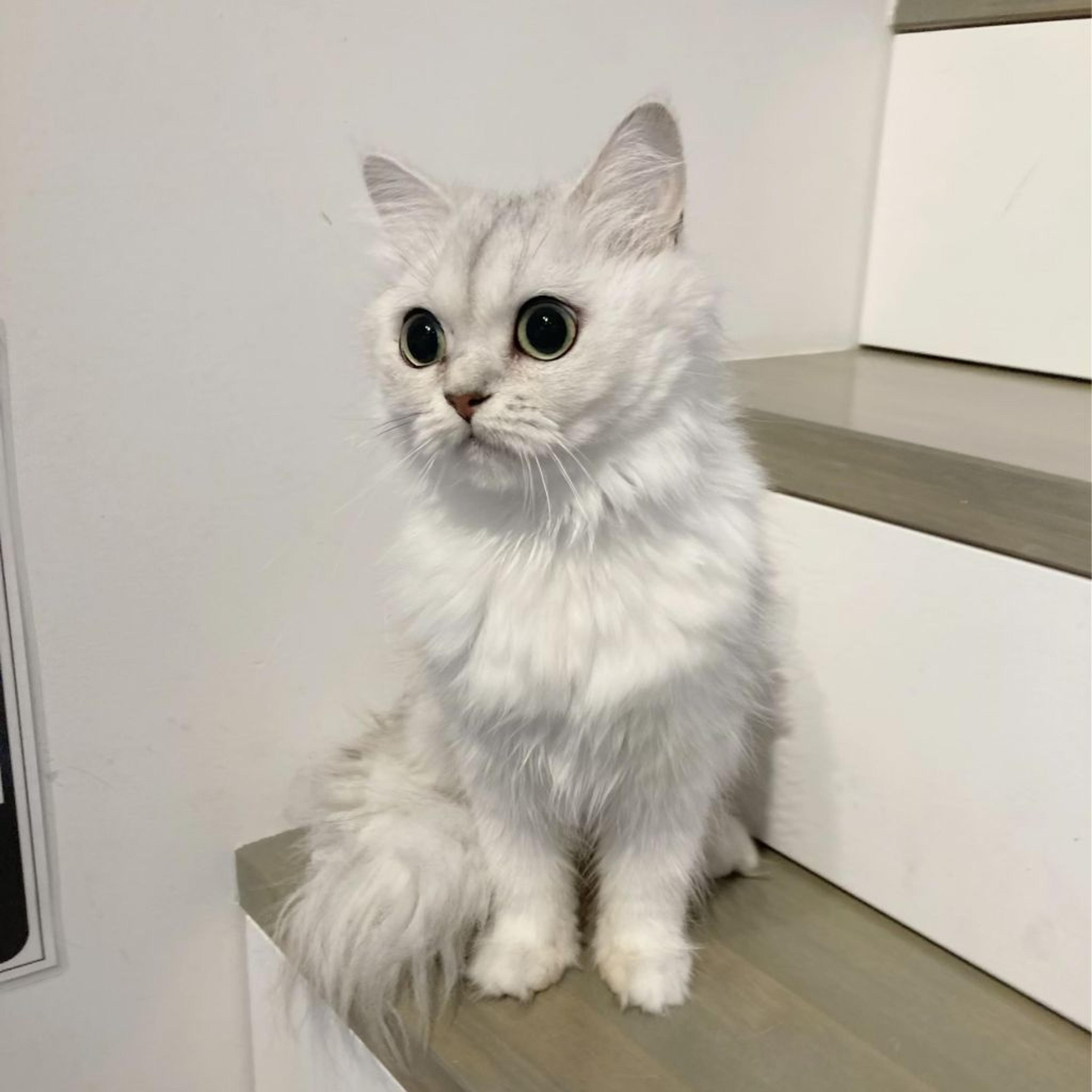 pet-image-2